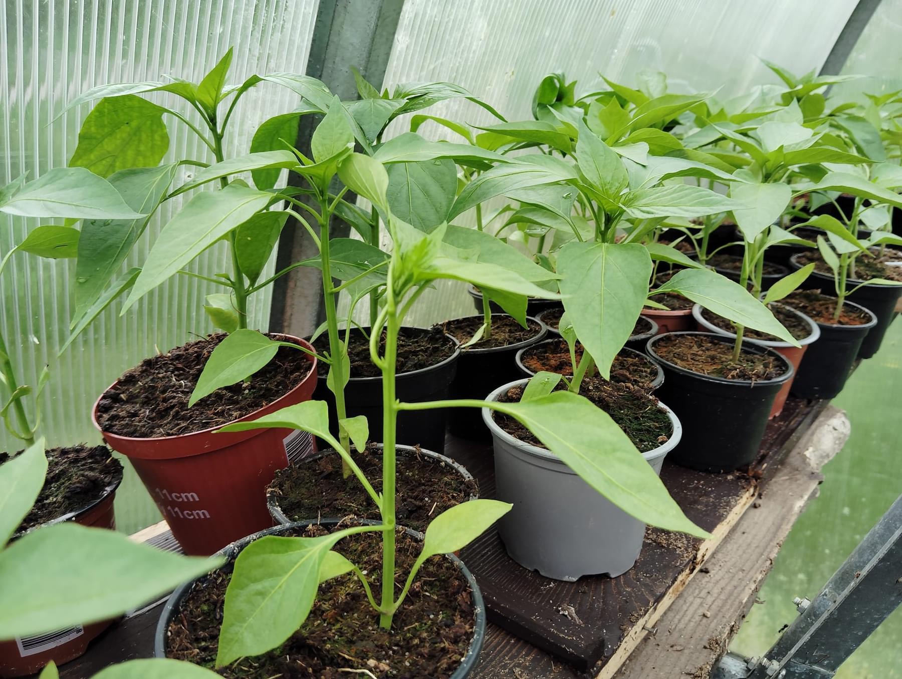 Zahradnictví u Kuby foto 5