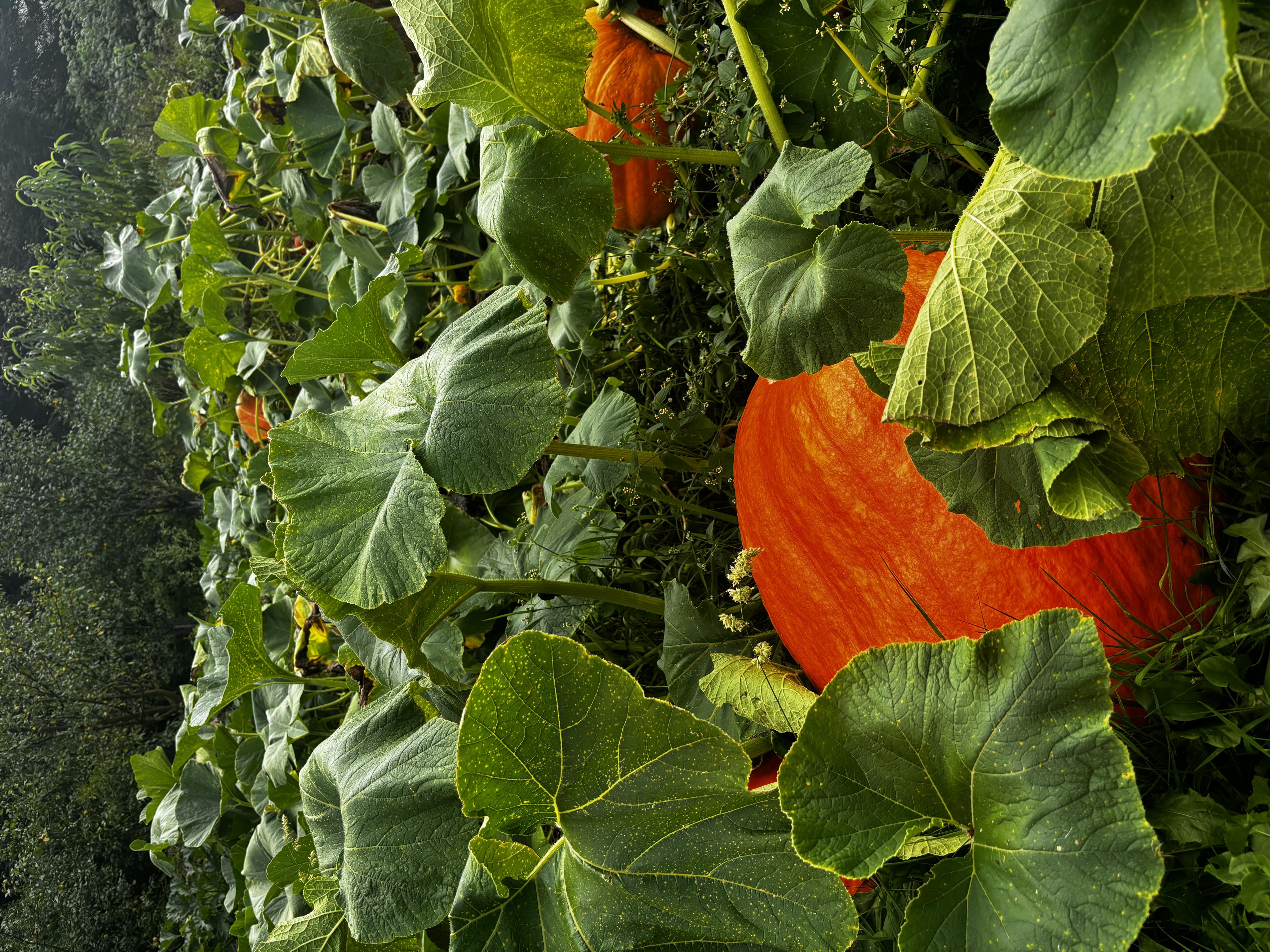 Zahradnictví u Kuby foto 3