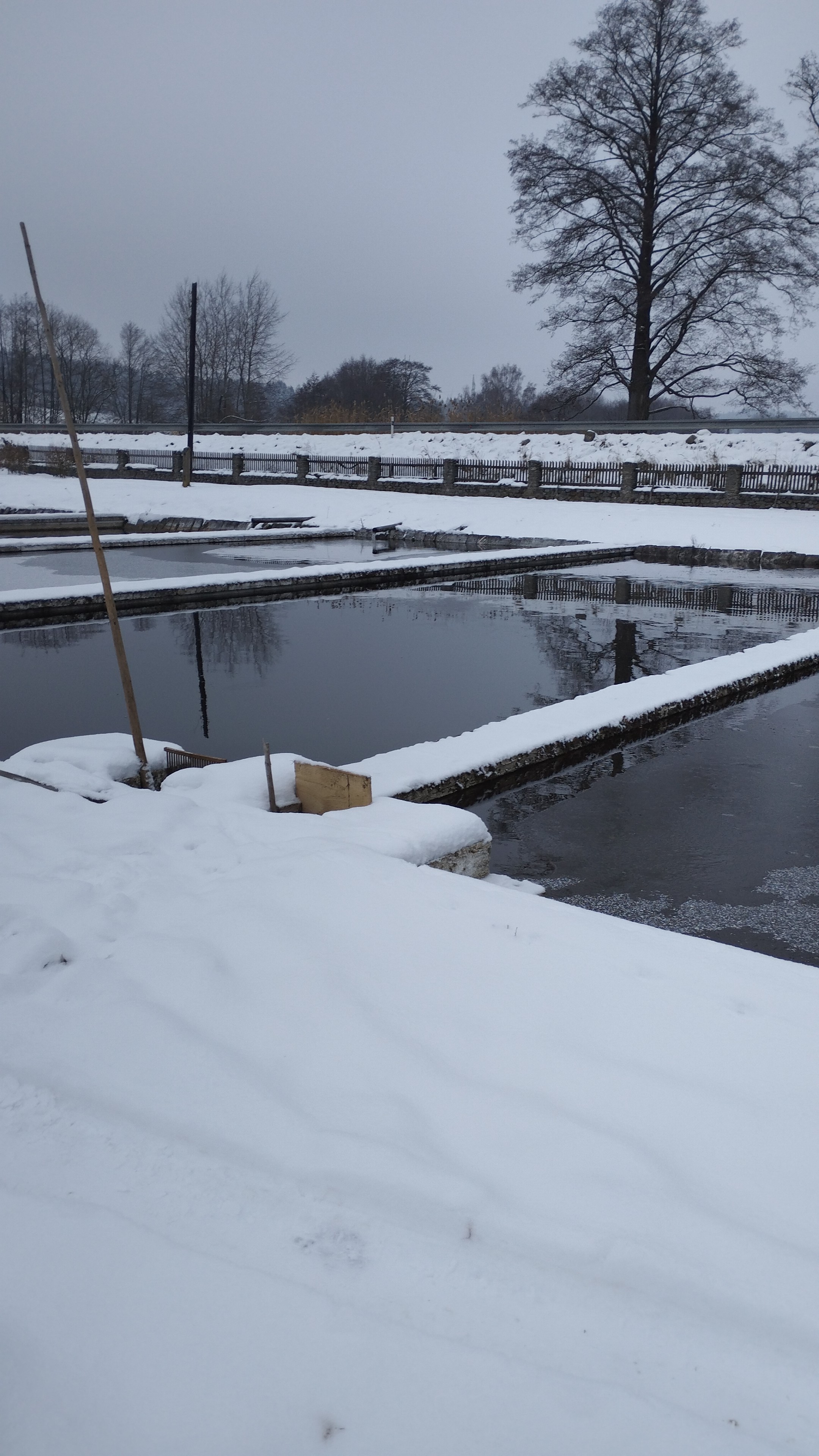 Michal Nechvátal - Prodej ryb foto 5