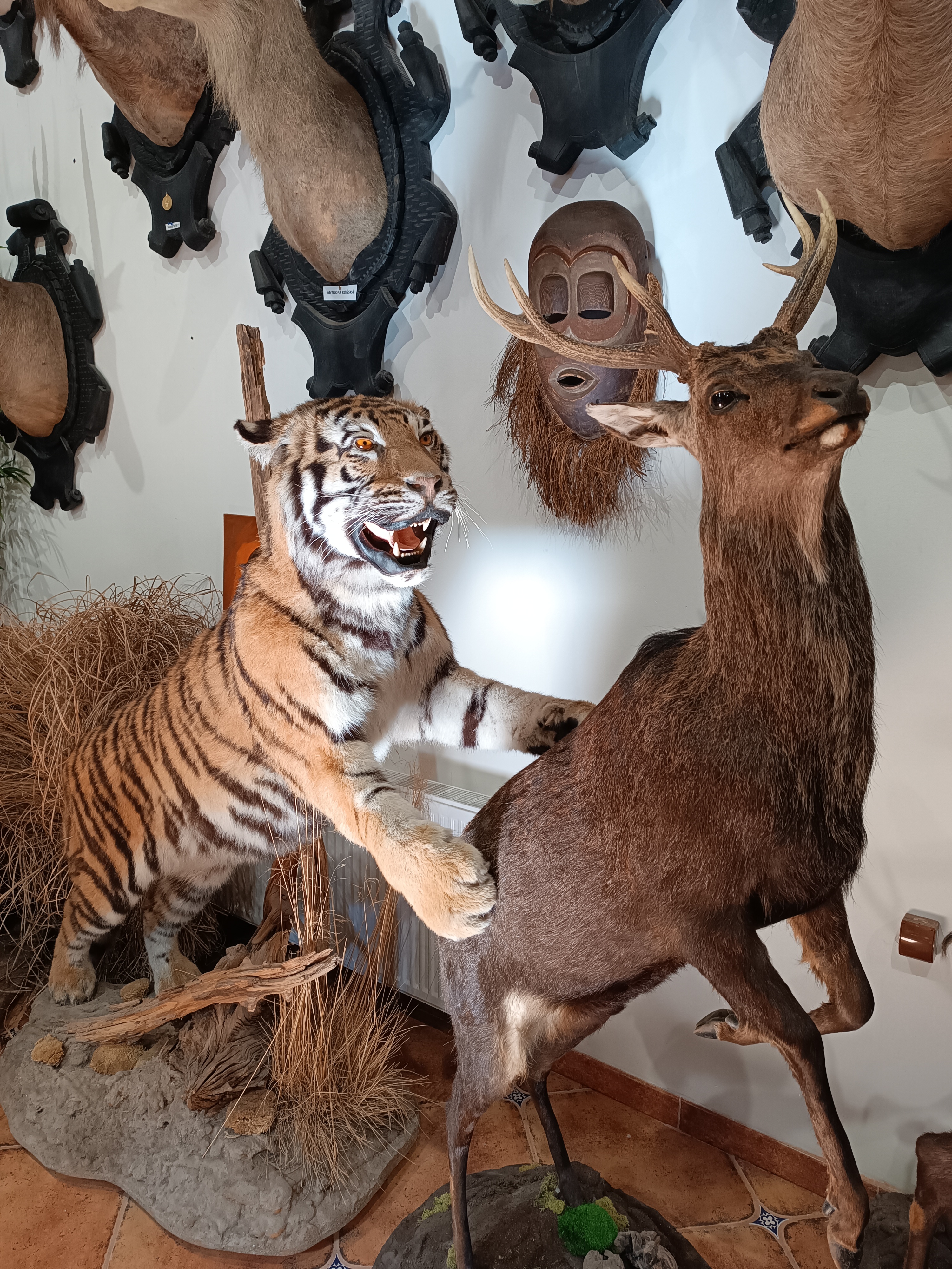 Africké muzeum Safari foto 5