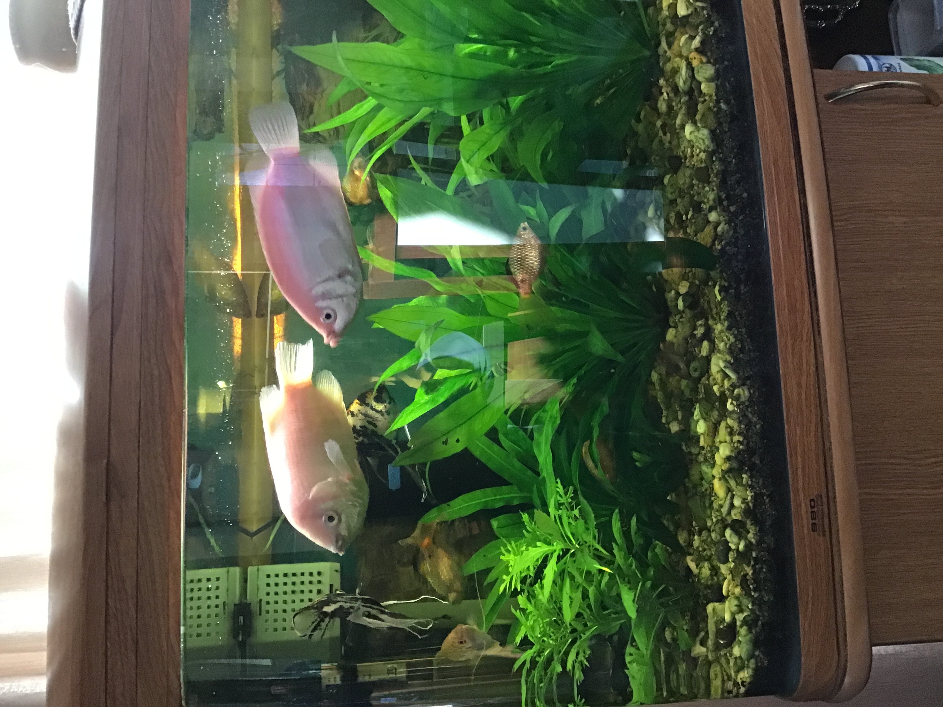 INVITAL Rostlinna-akvaria.cz foto 2