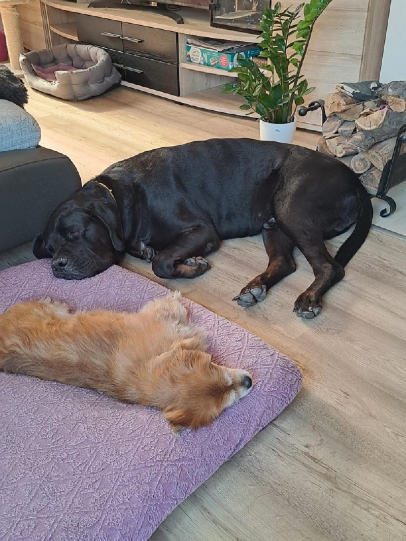 Veterinární klinika na Šumavské foto 5