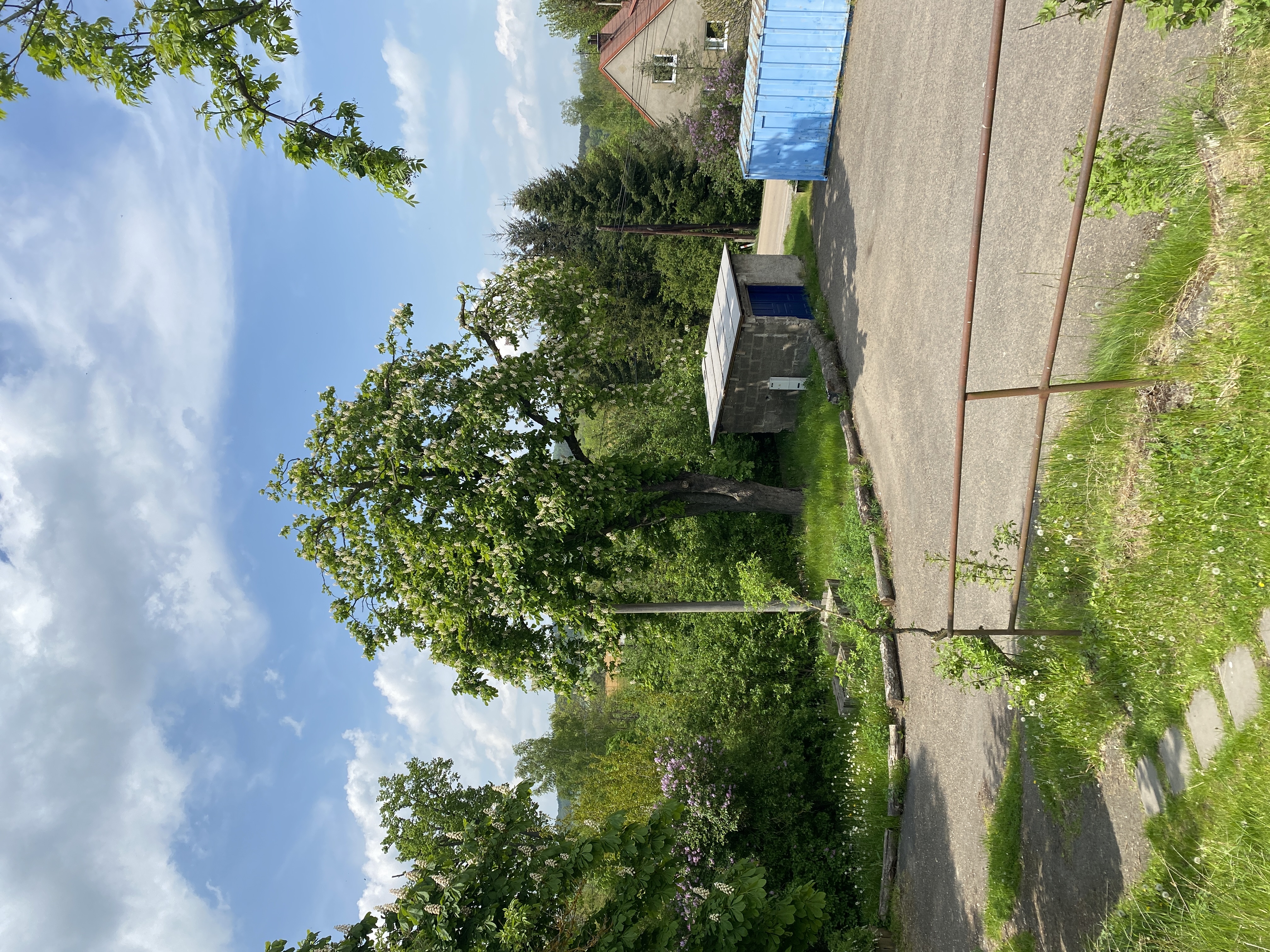 Tomáš Votava - arborista foto 5