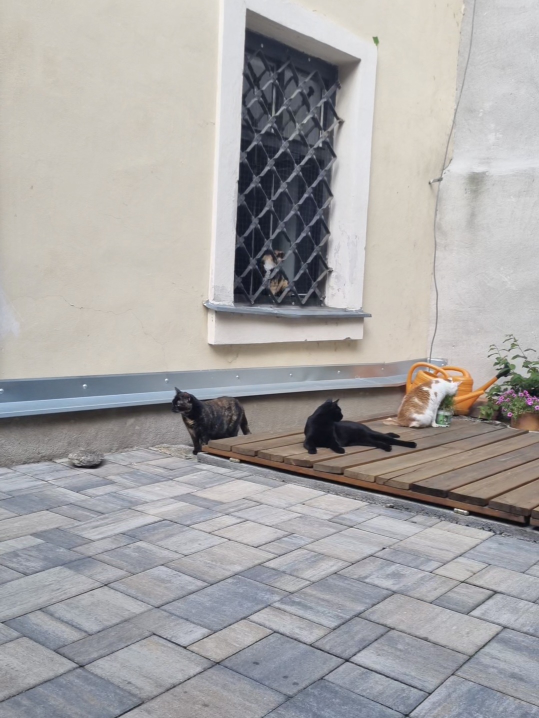 Ta kočičí v Jihlavě foto 6