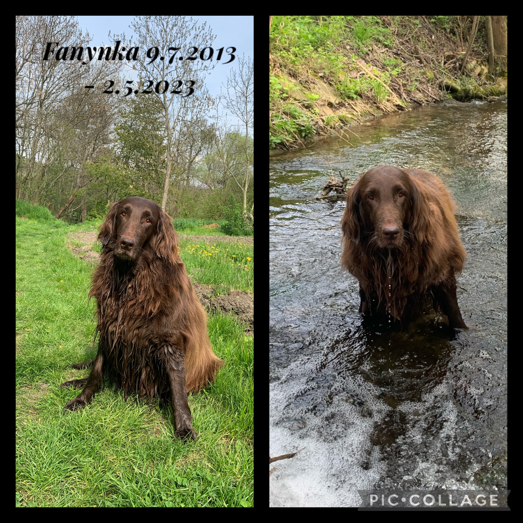 Veterinární ordinace Anicare MVDr. Tomáš Herman foto 3