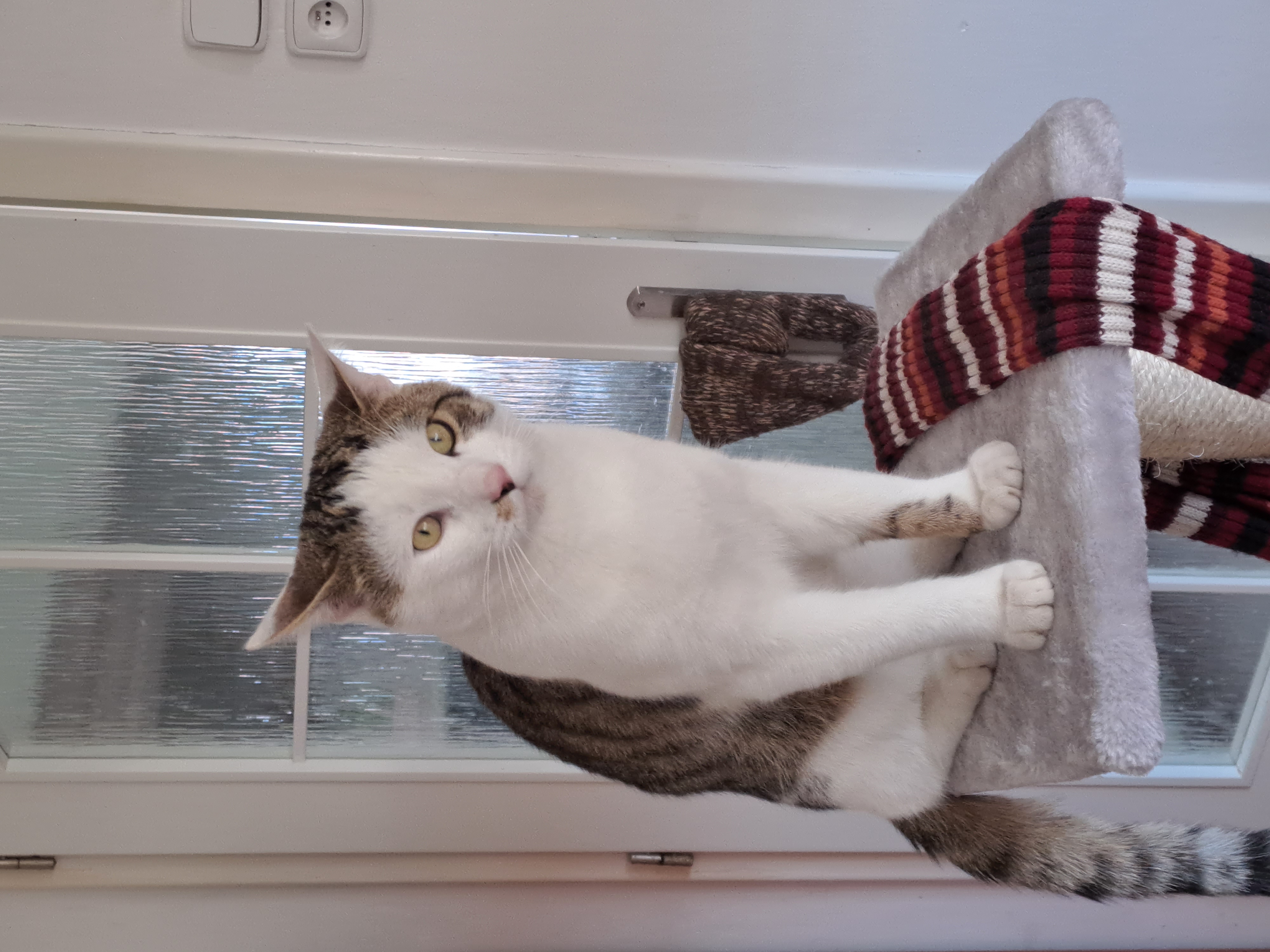 Veterinární ordinace Merlin, MVDr. Petra Miklišová foto 5