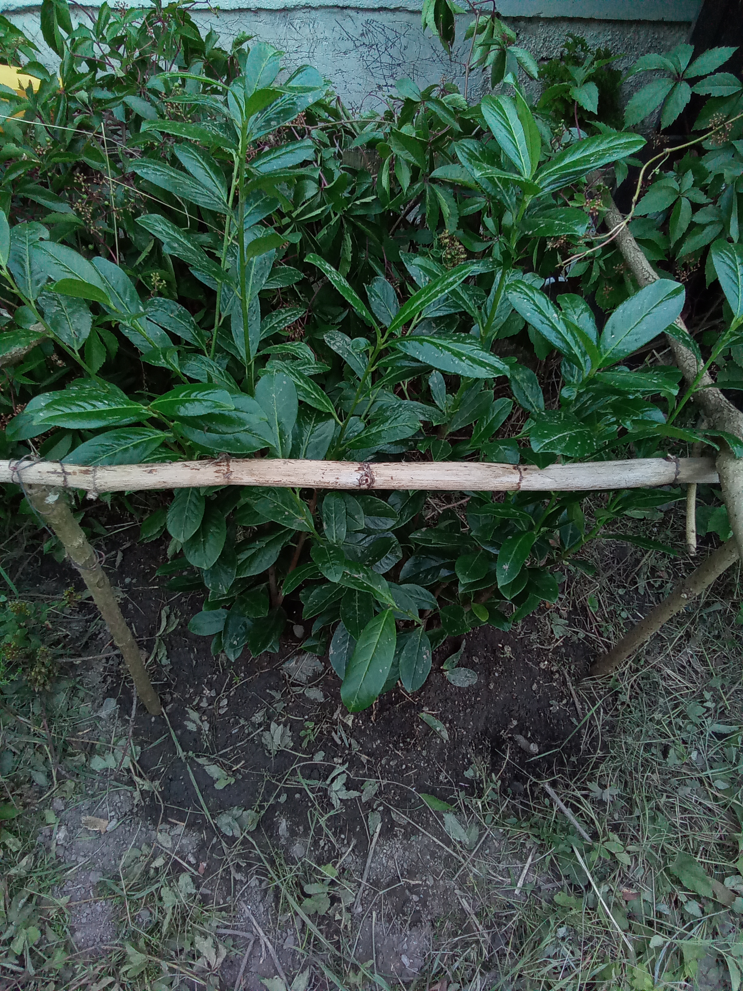 Béďa - květinářství, zahradnictví foto 4