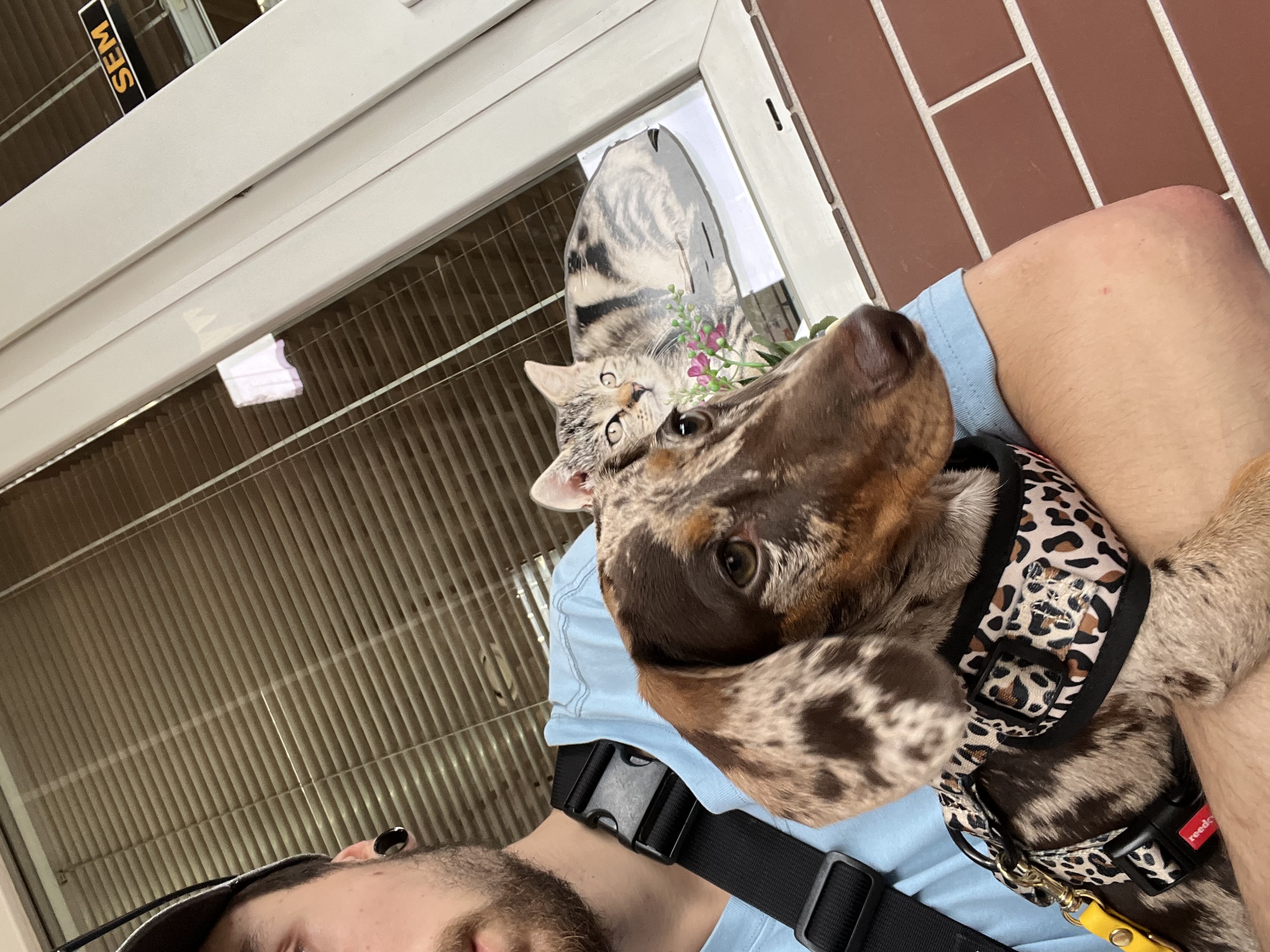 Veterinární ordinace OrdinaVet foto 6