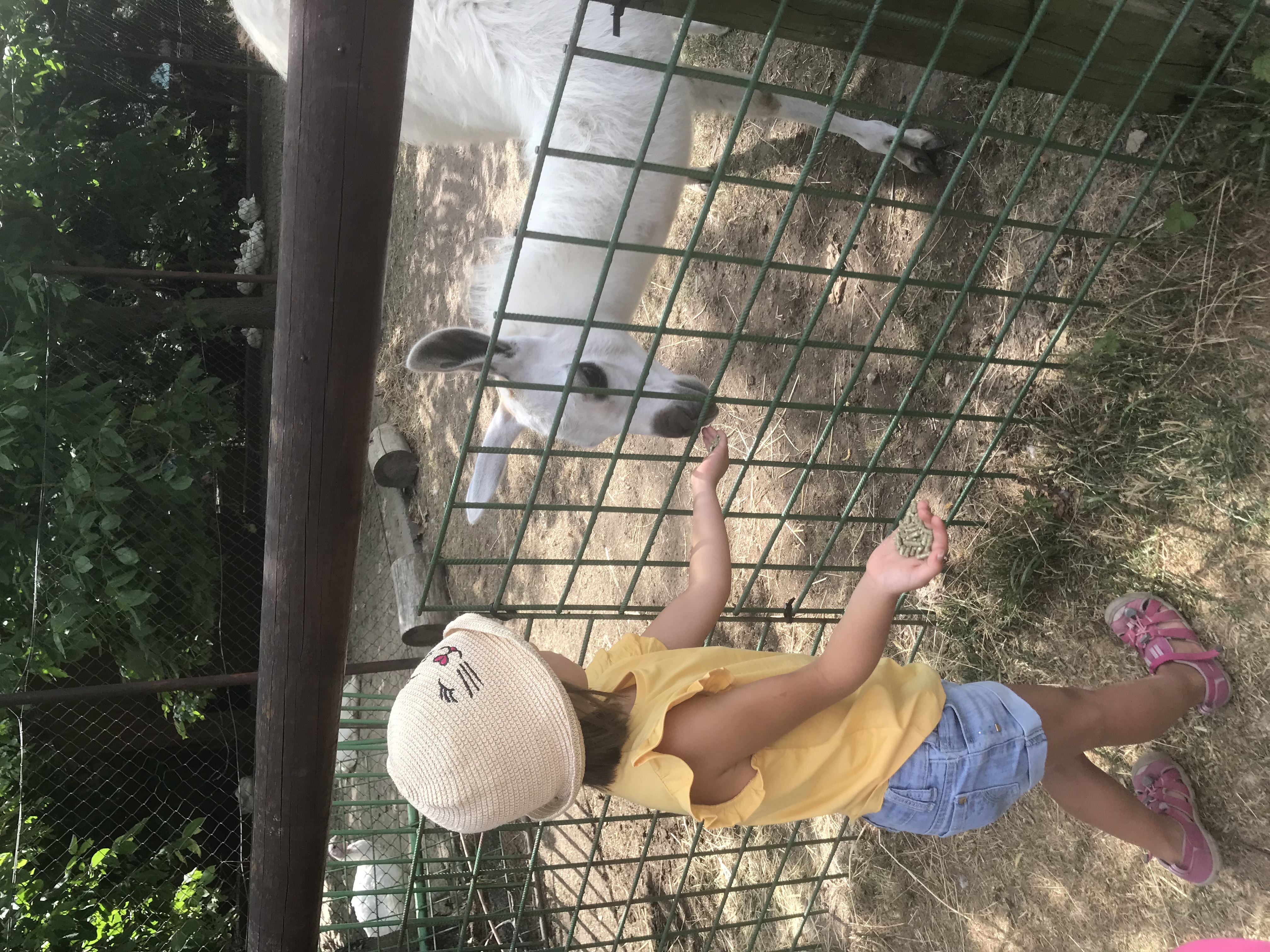 Babiččin dvoreček foto 4