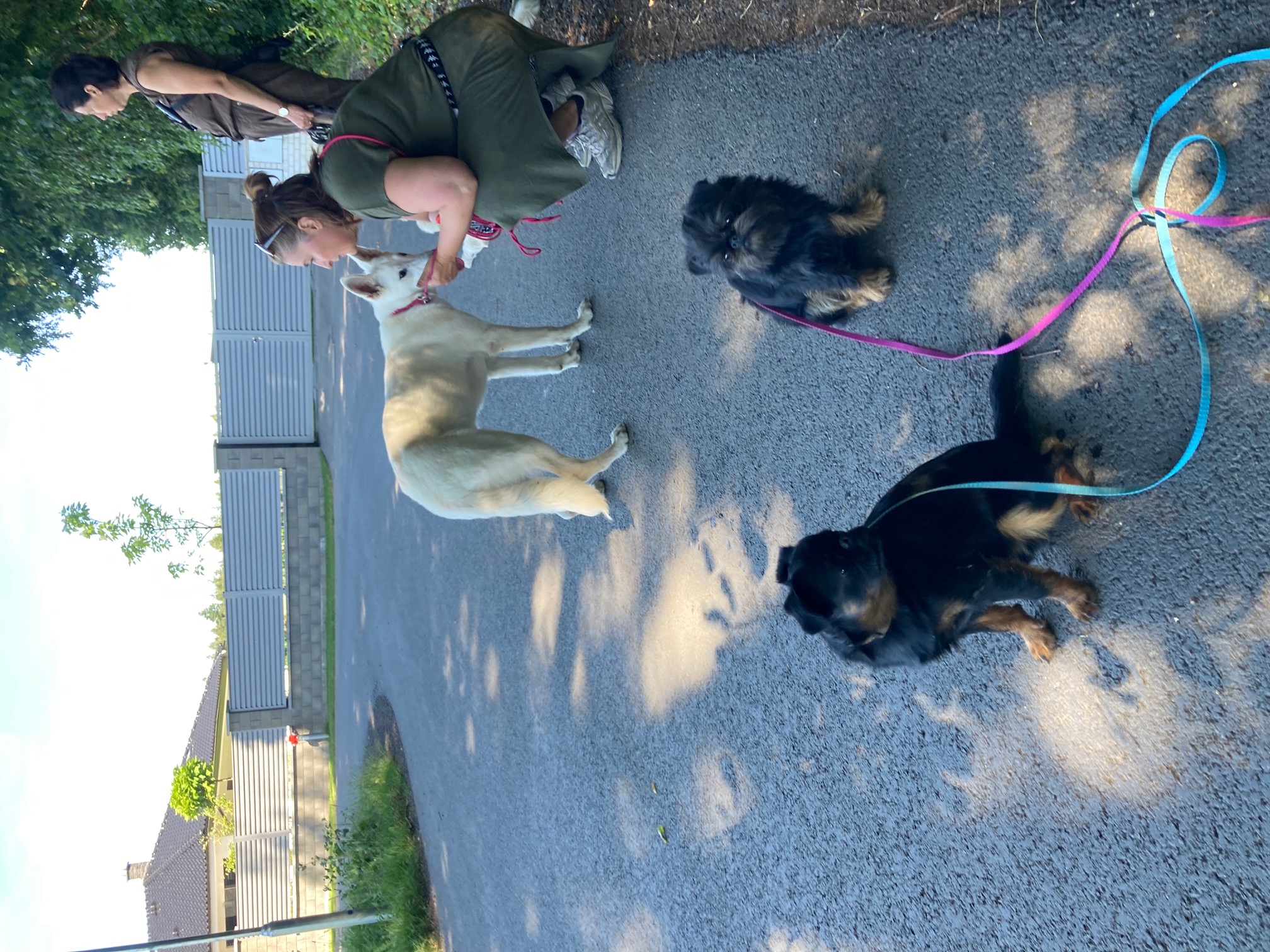 Výcvik psů Praha východ - Katka Guthová foto 6