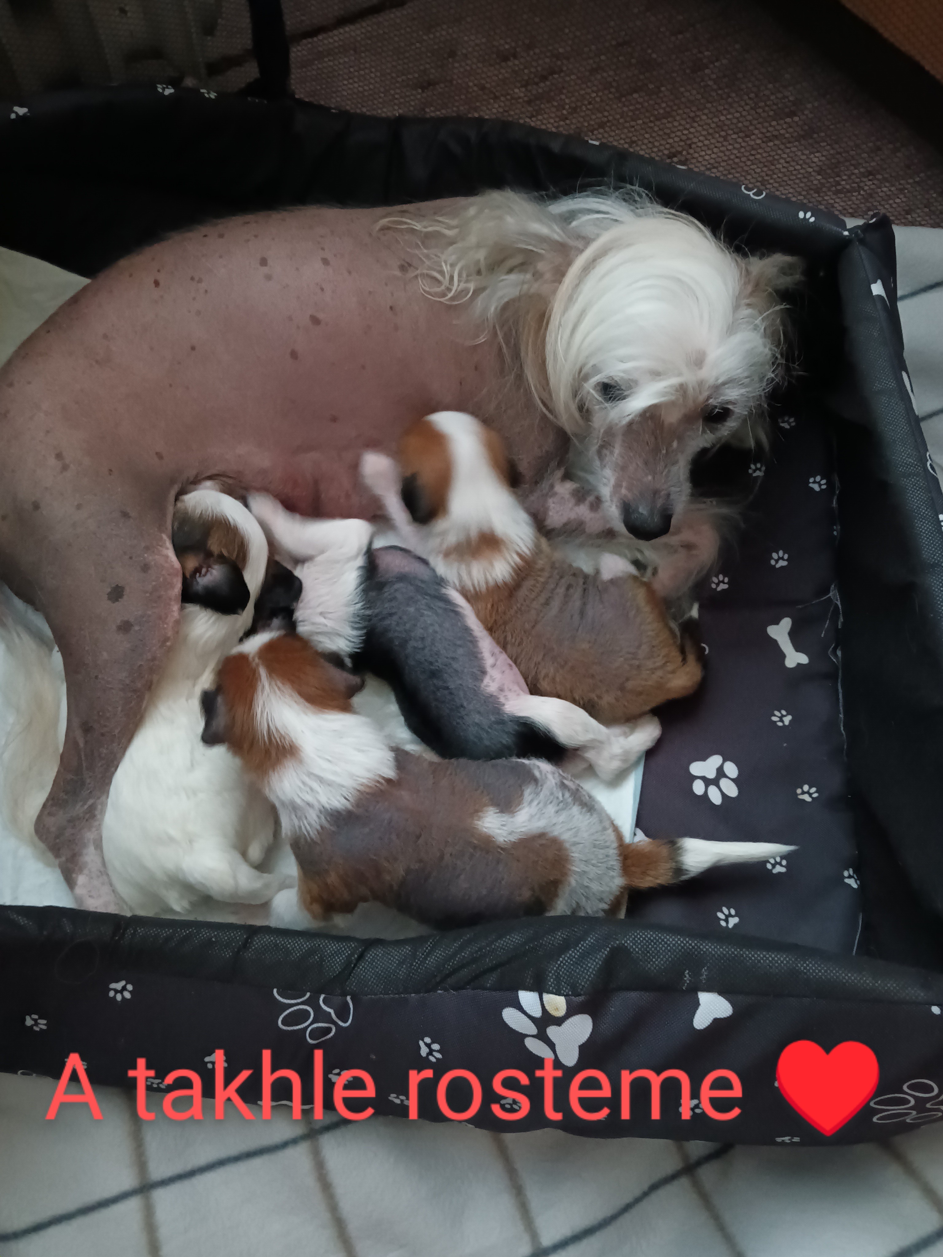 Veterinární výjezdová služba - MVDr. Iveta Lubeníková foto 2