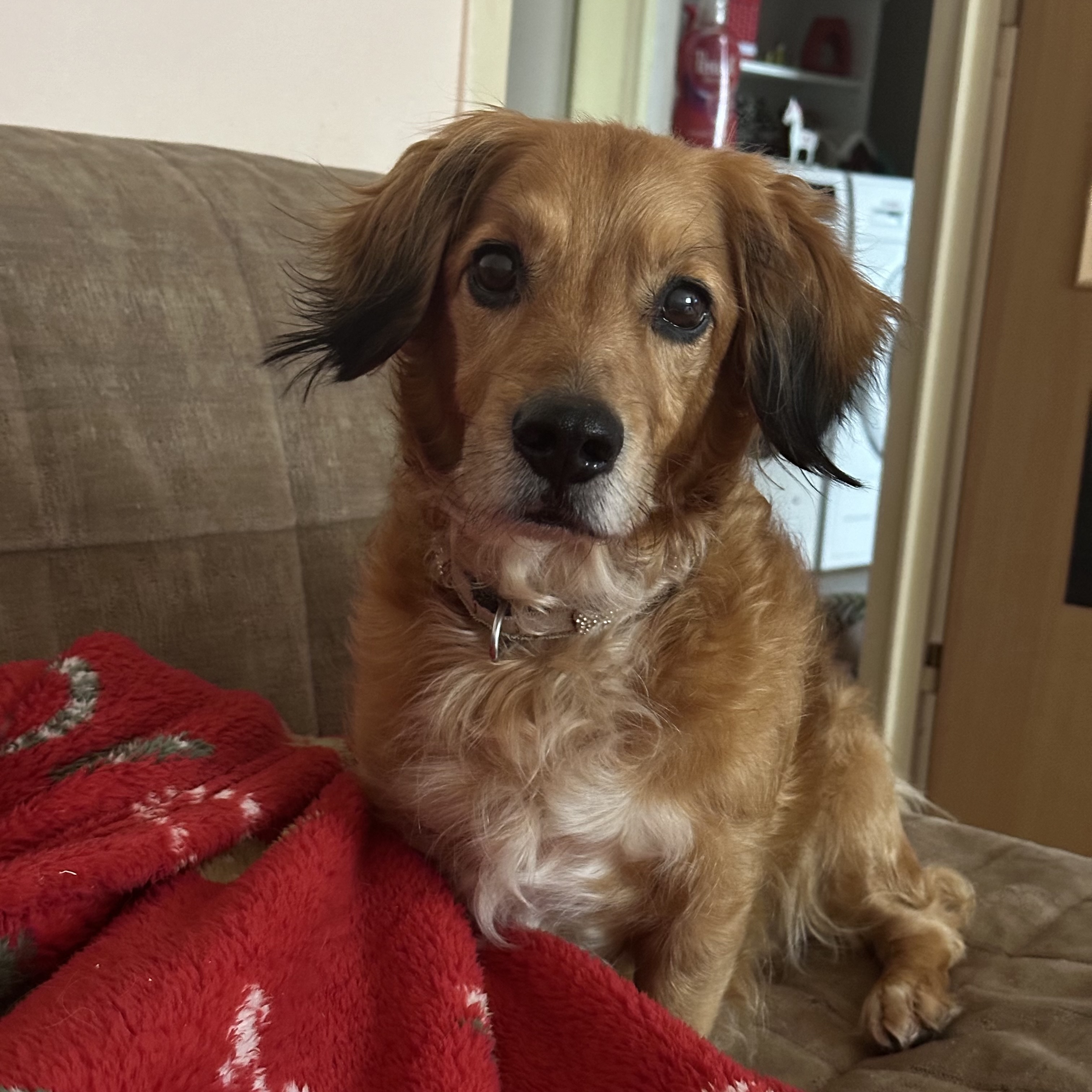 Veterinární klinika HANZA foto 5