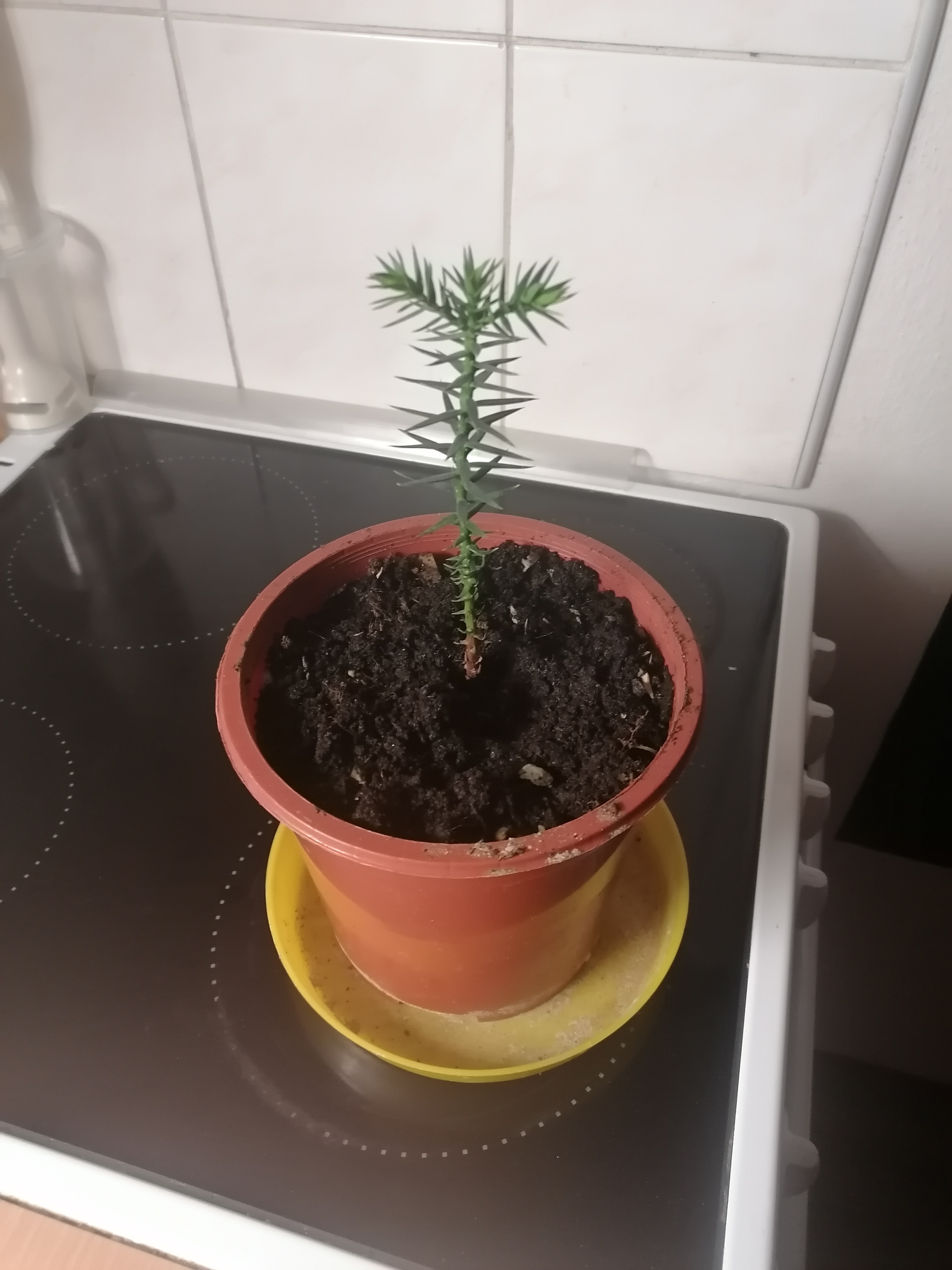 Ing. David Pospíšil, Ph.D. - Araucaria.cz foto 3