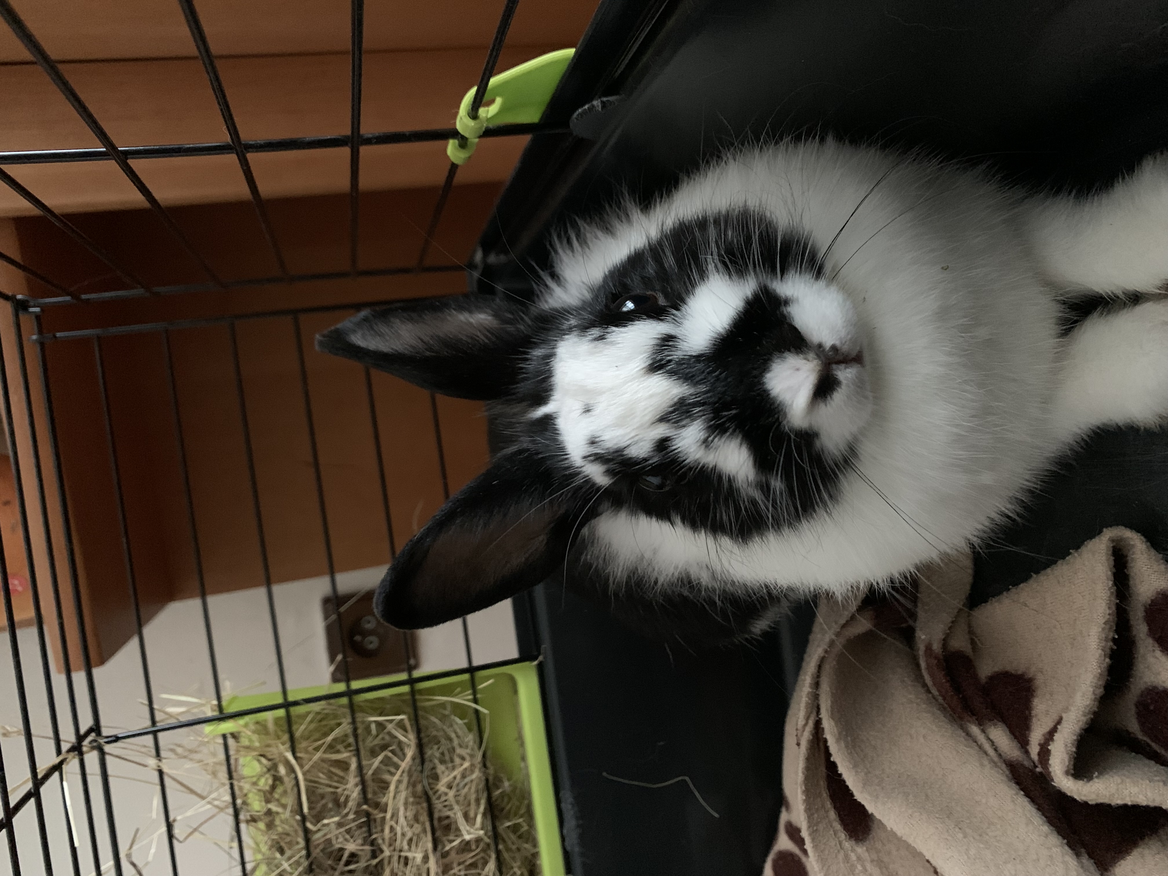 H-VET spol. s r.o. foto 4