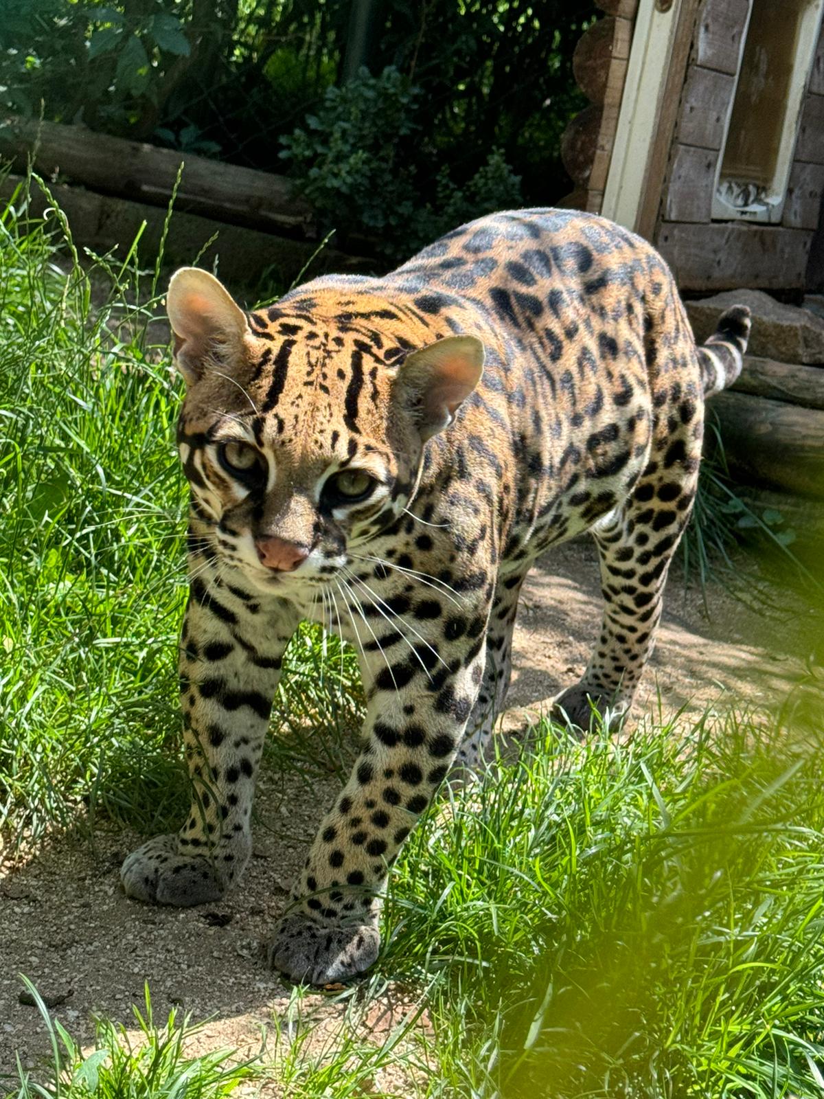 Minizoo - Šelmy, kočky, koťata foto 2