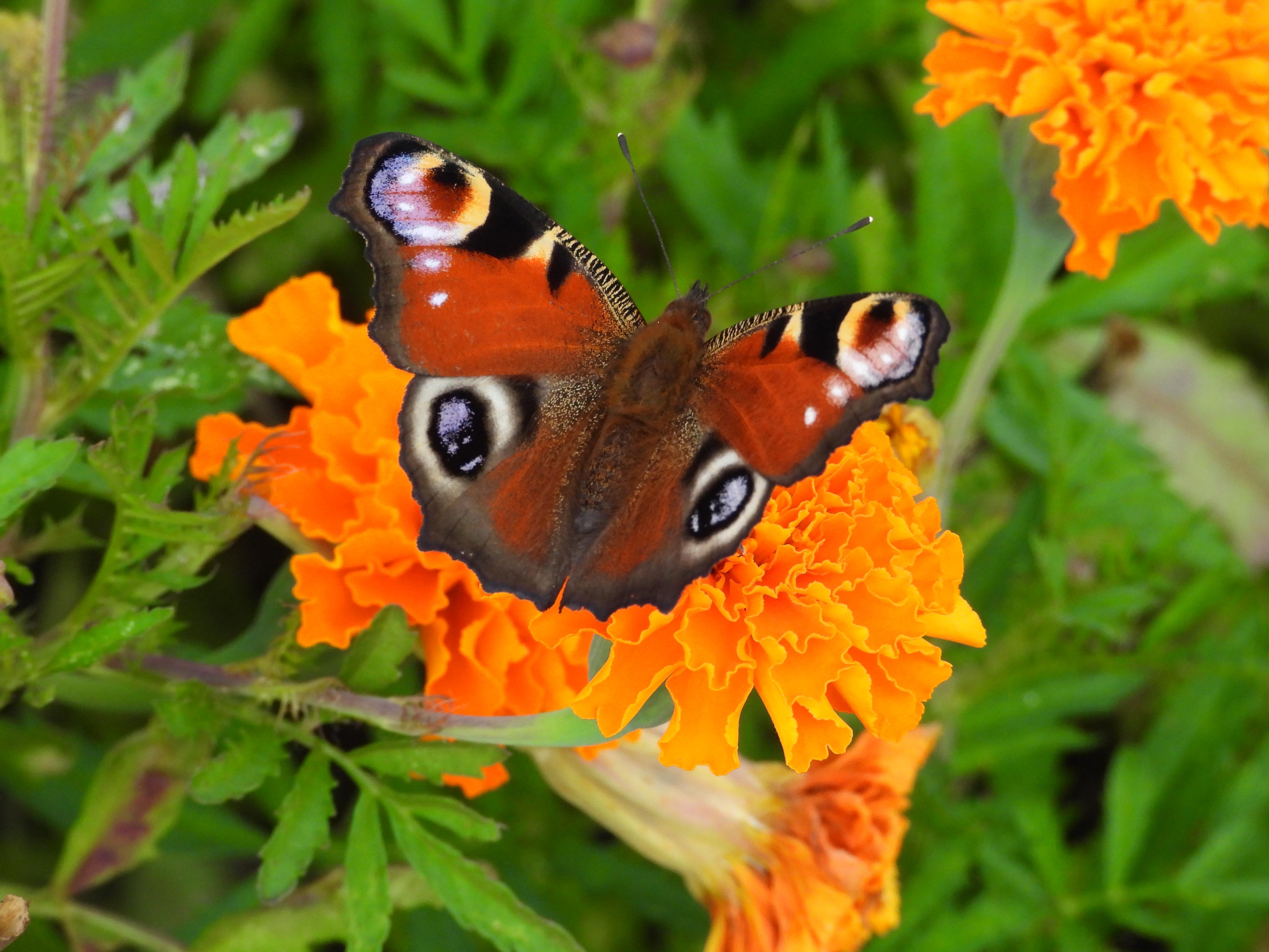 Hotel Zámek Hrádek foto 6