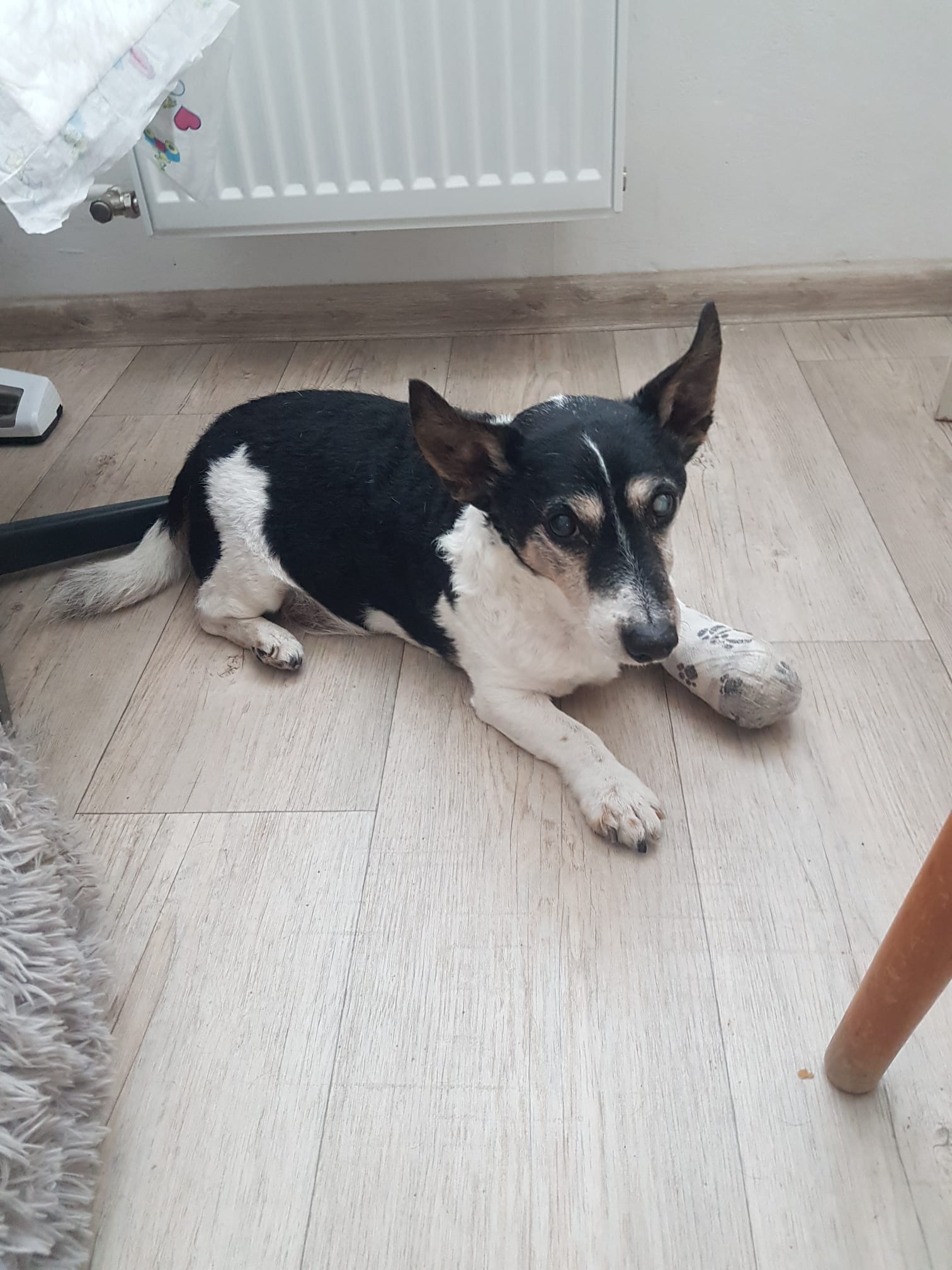 MVDr. Renata Poživilová foto 3