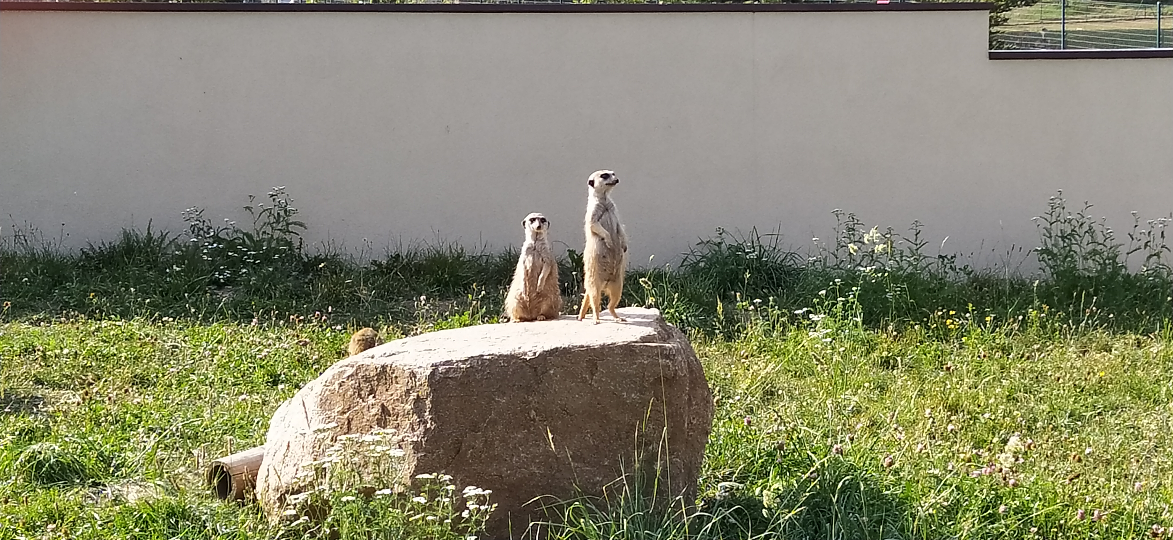 Zoologická zahrada Tábor - Suvenýry foto 4