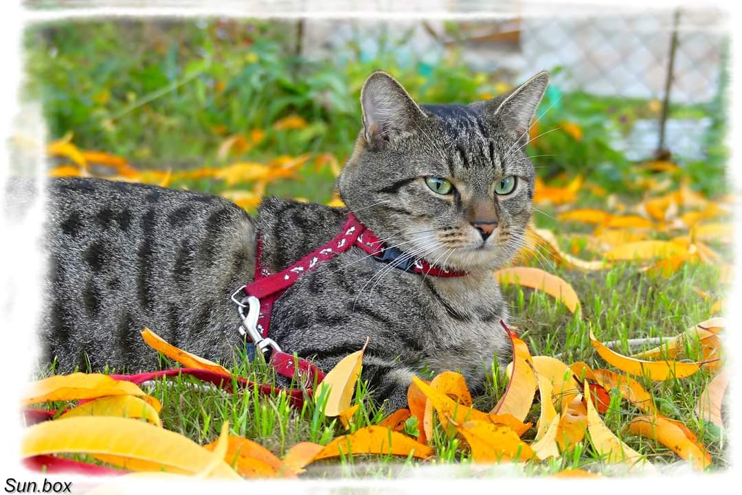 Veterinární ošetřovna MVDr. Pavel Vrbka foto 2