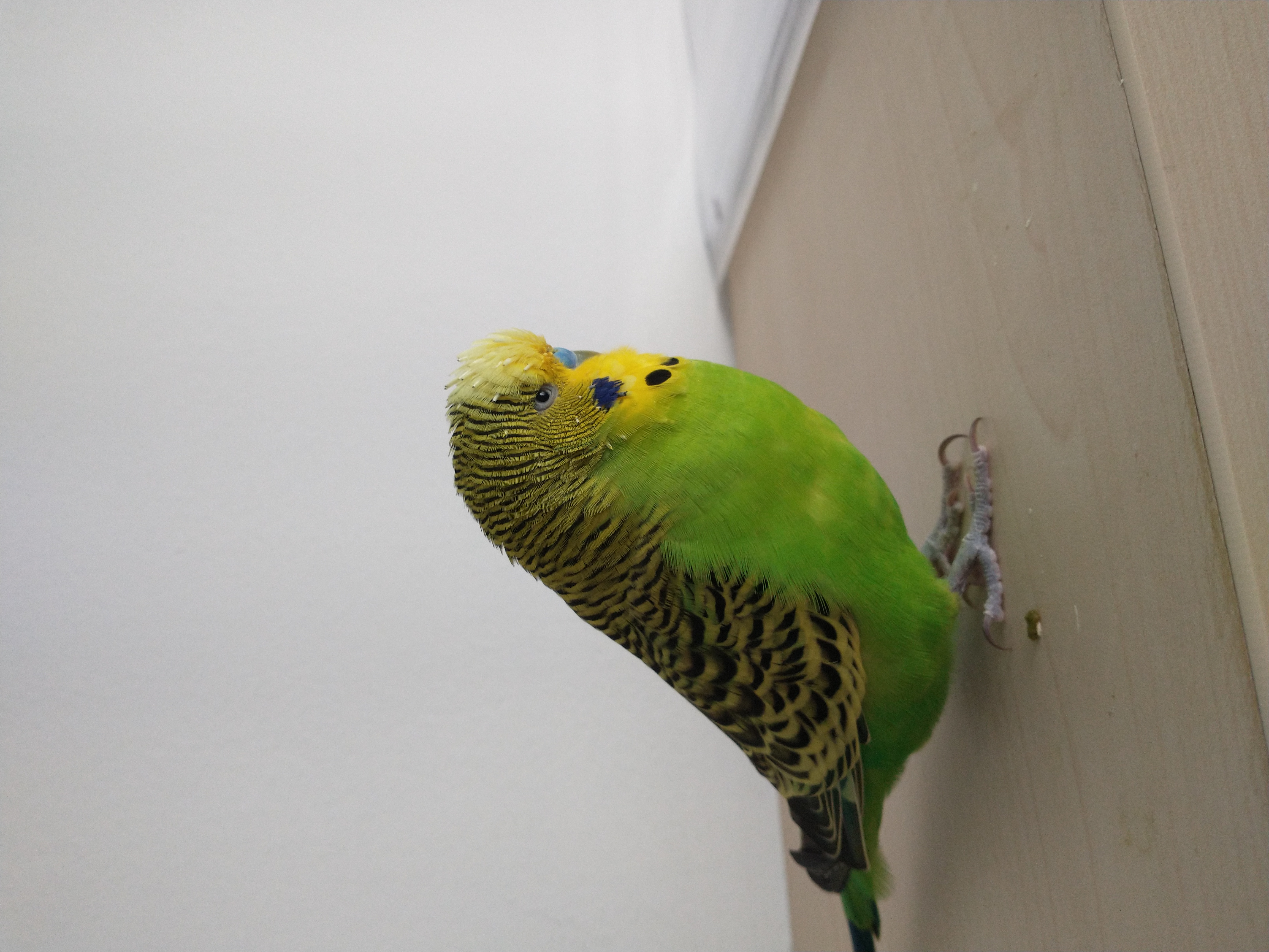 Veterinární klinika AVETUM - MVDr. Veronika Grymová foto 2