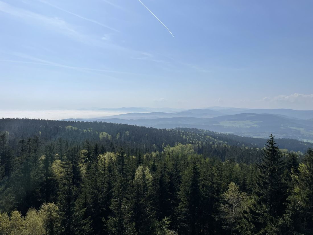 Borówkowa Góra widok