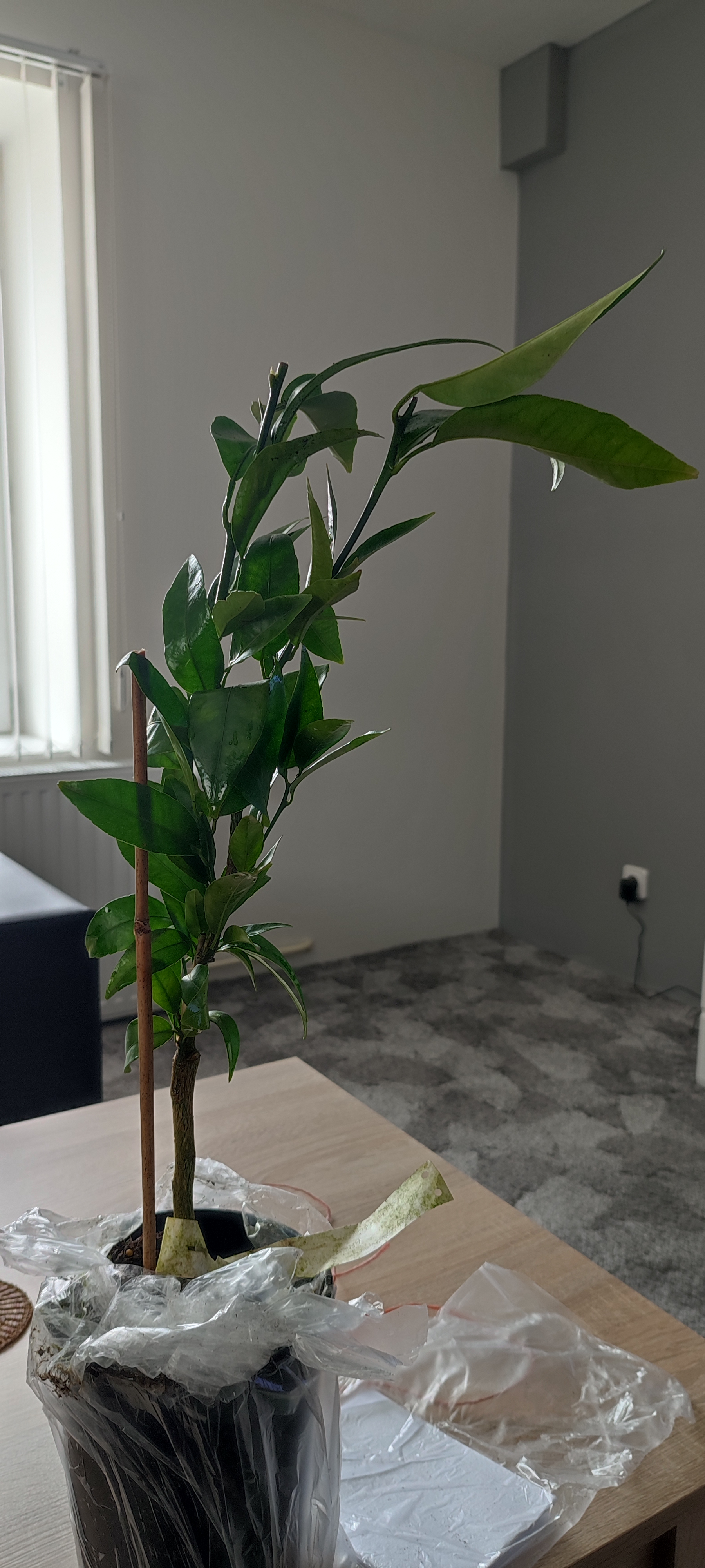 ADAVO zahradnictví foto 4