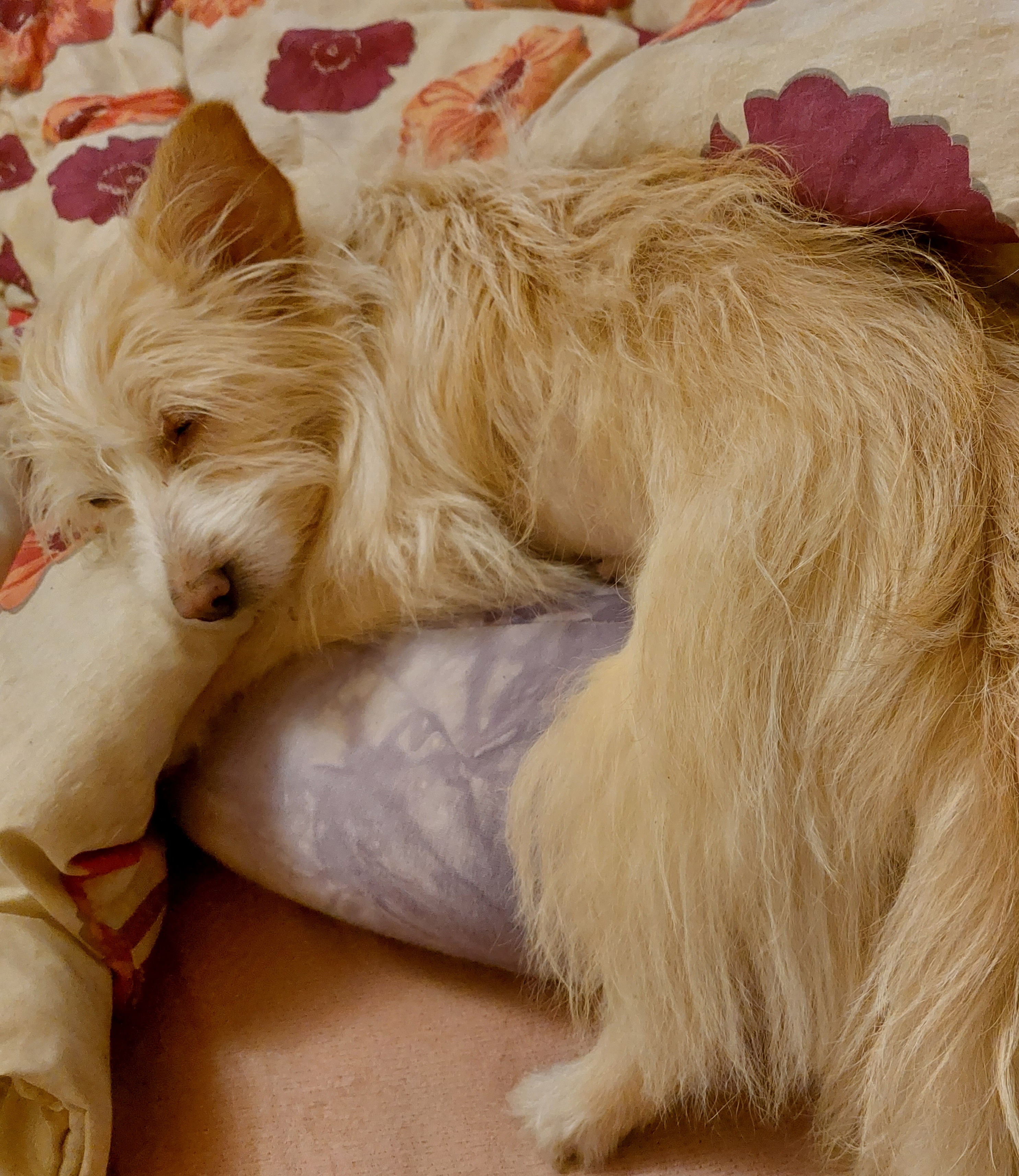 MVDr. Zuzana Weinlichová foto 2