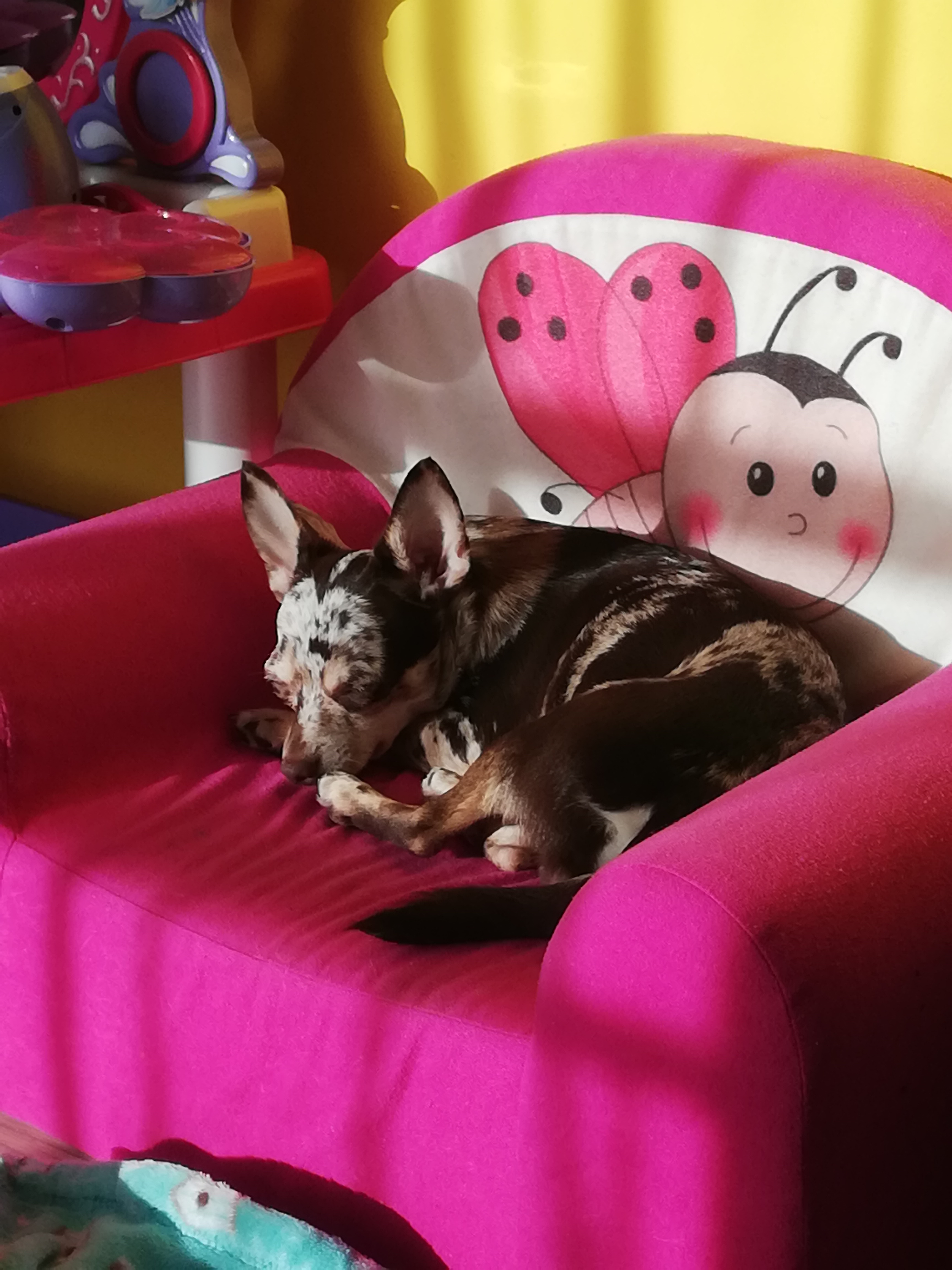 MVDr. Vladimír Pišl foto 3