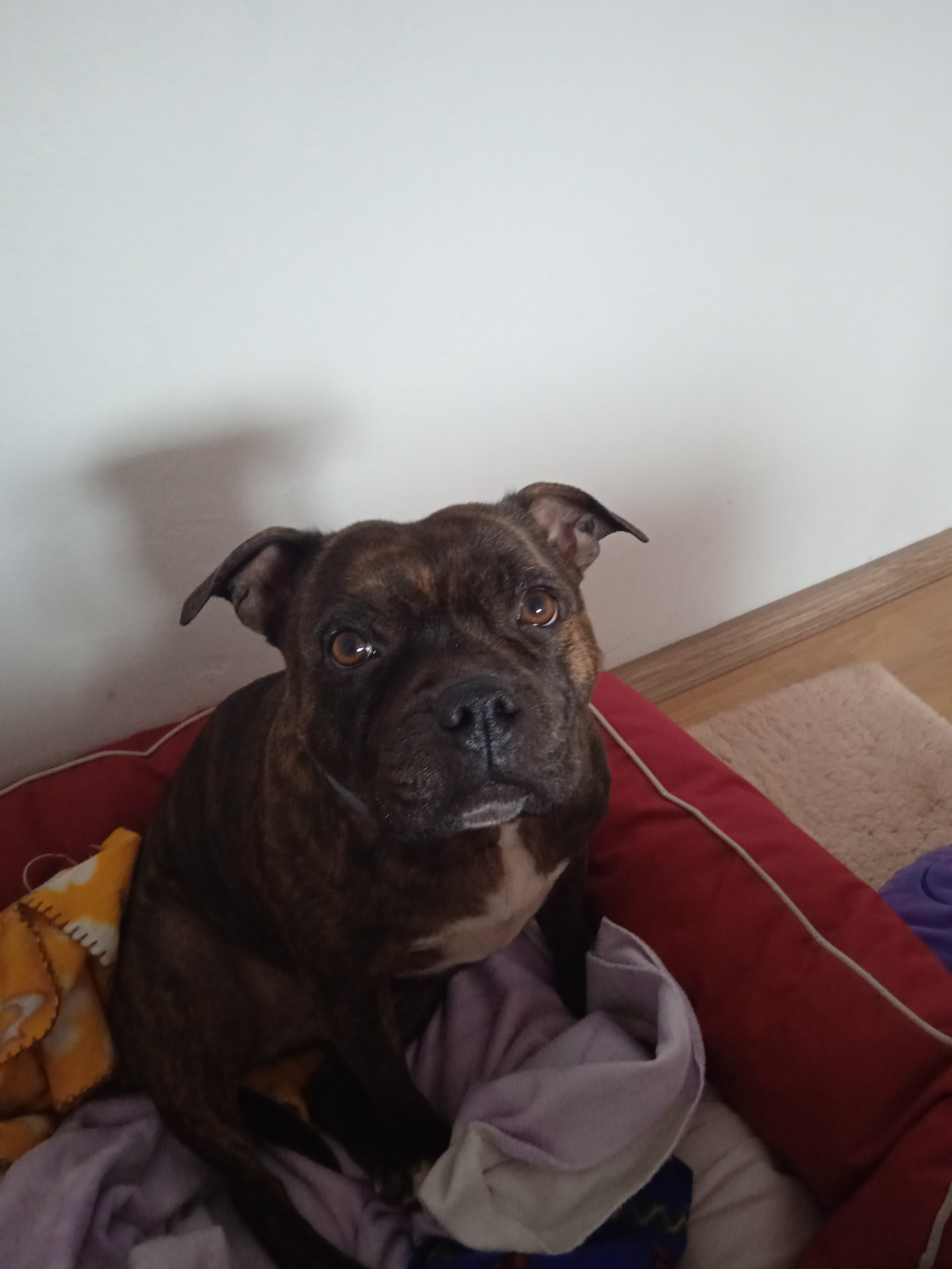 Veterinární ordinace - MVDr. Richard Saviola foto 4