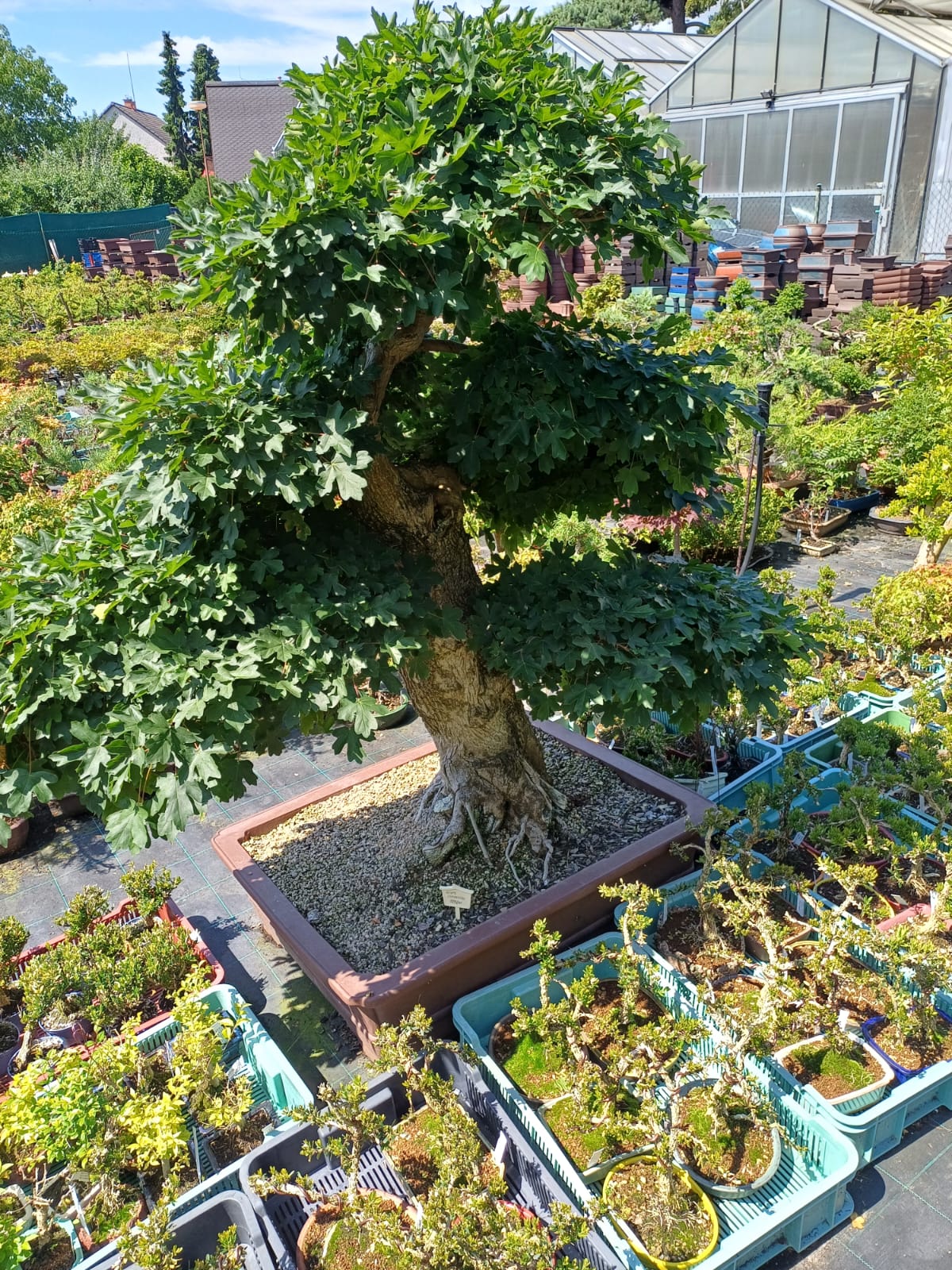 Návrhy zahrad Bonsai centrum Libčany foto 6