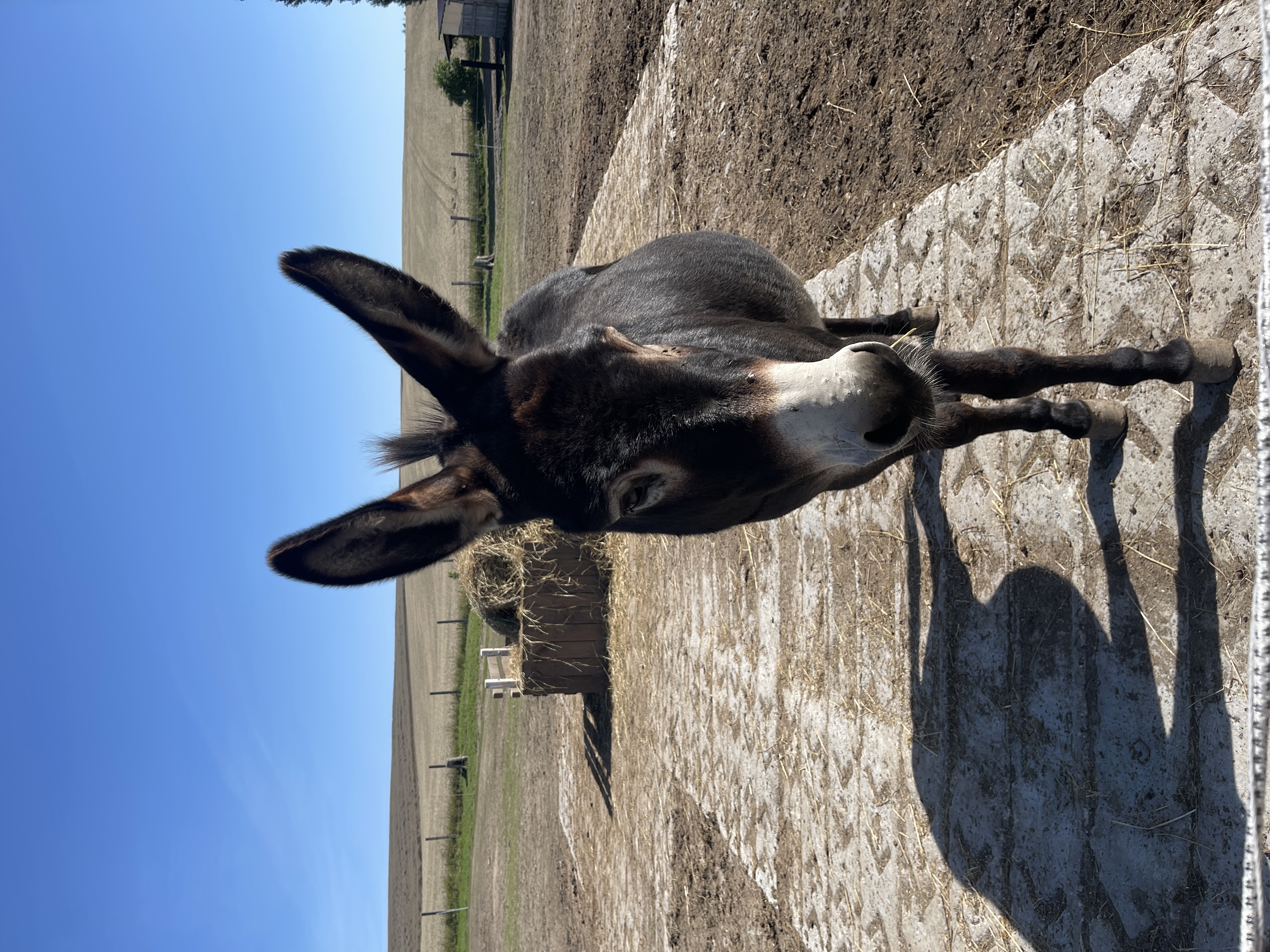 FARMA Loděnice ZOO foto 2
