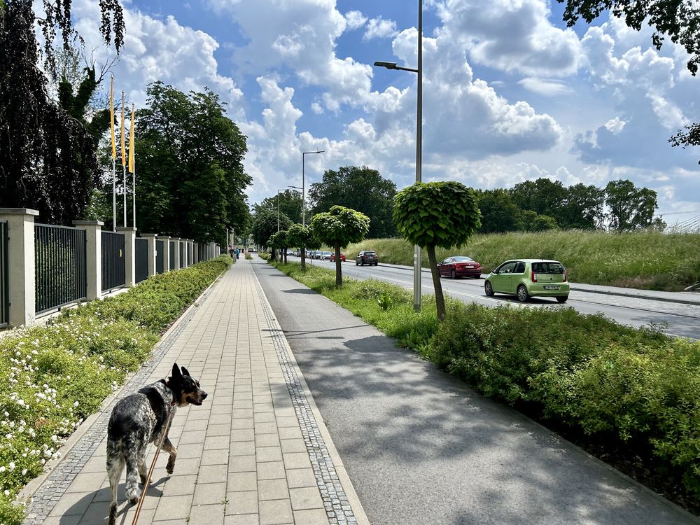 Obowiązek szczepienia psów przeciwko wściekliźnie (projekt ustawy o zdrowiu zwierząt)