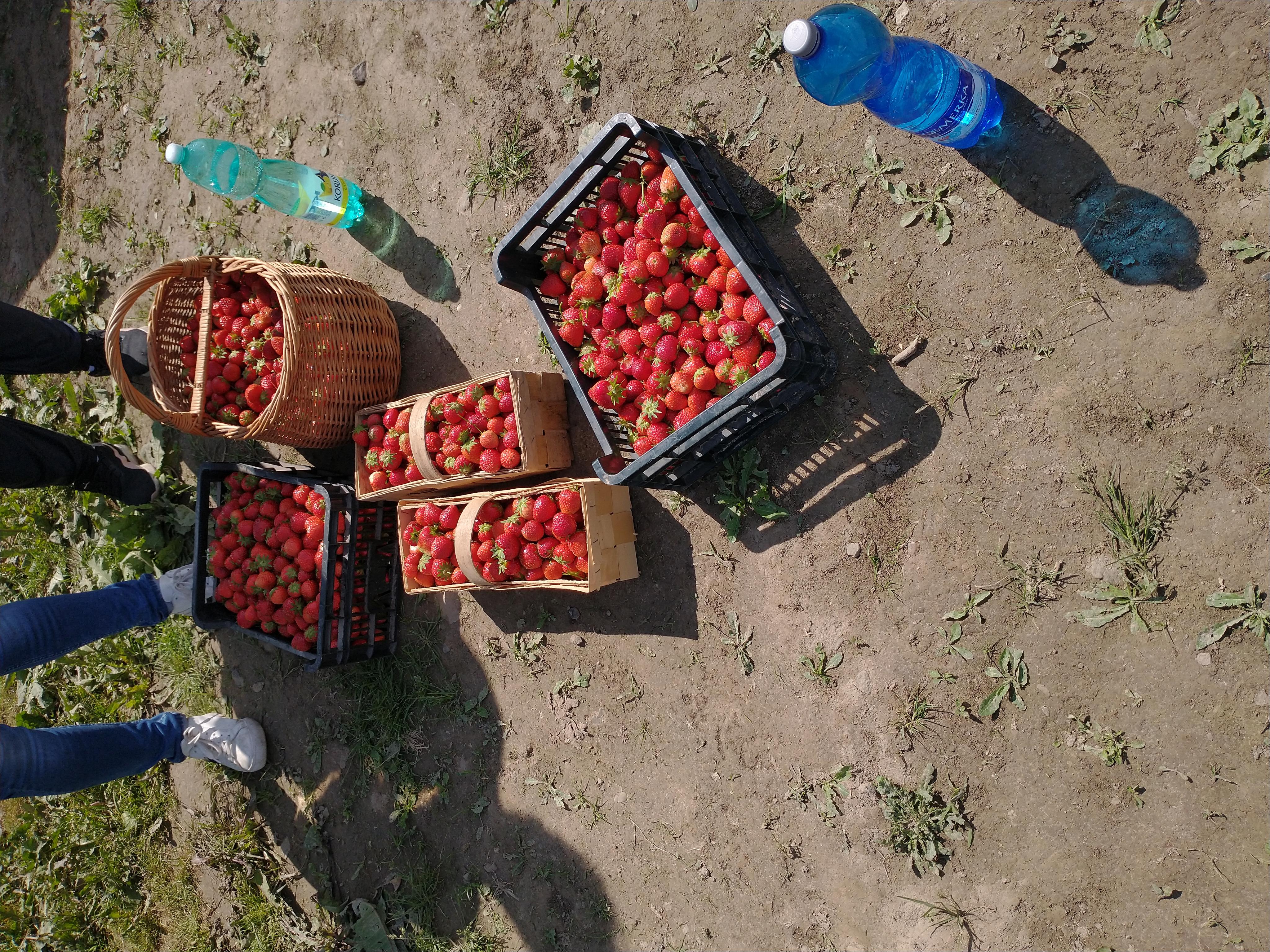 Farma LIČKA foto 5