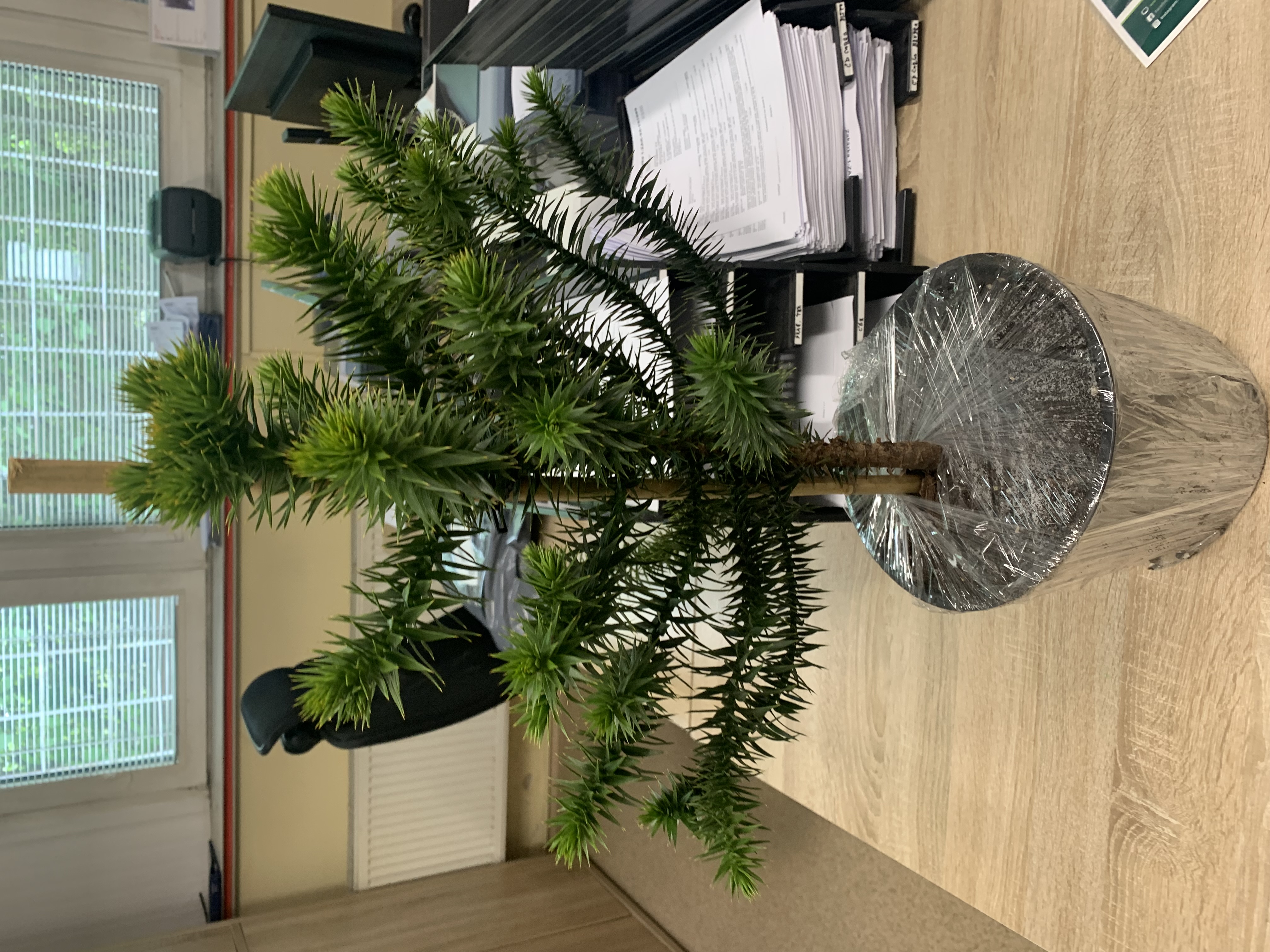 Ing. David Pospíšil, Ph.D. - Araucaria.cz foto 4