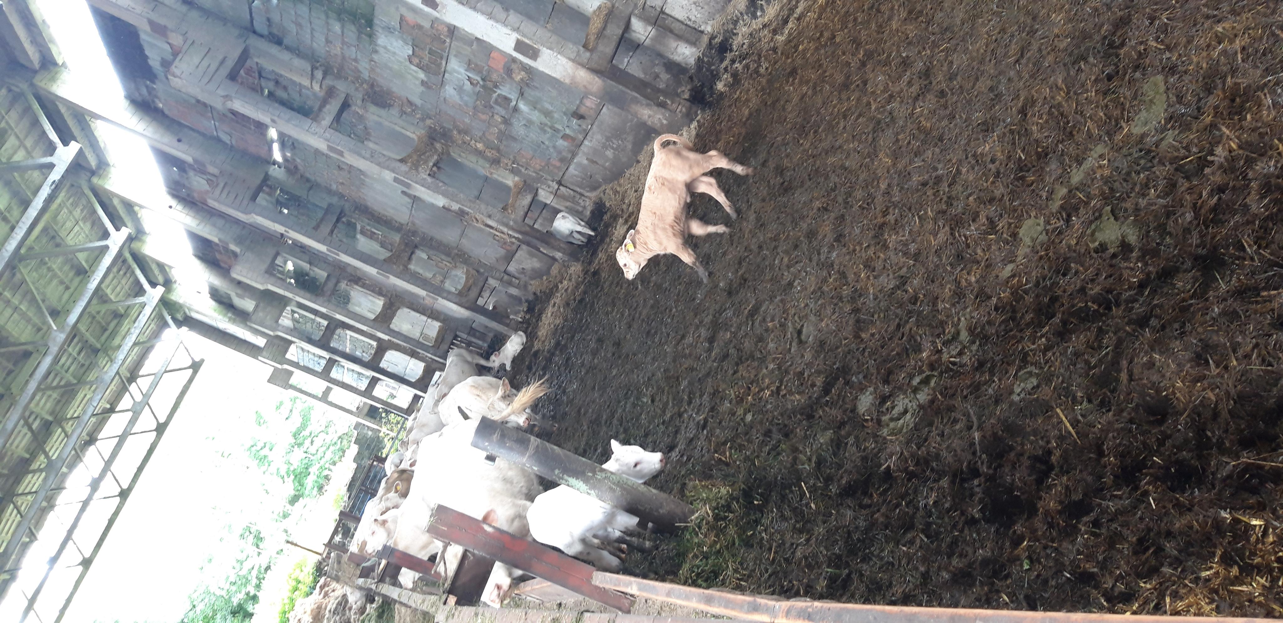 Kozí farma Pěnčín foto 6