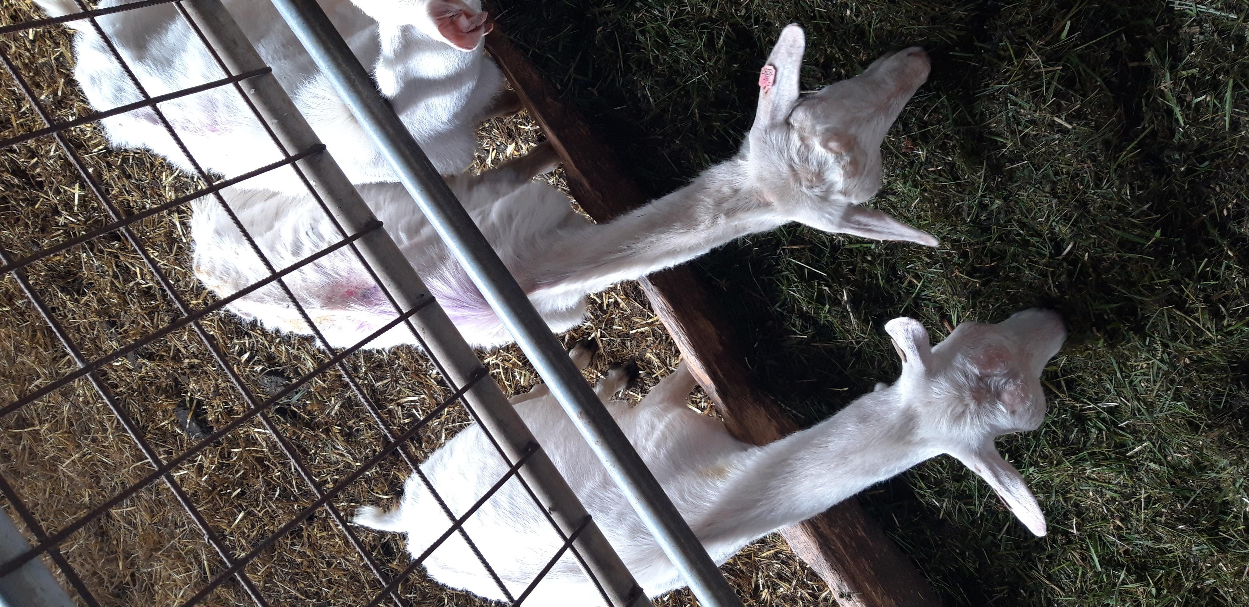 Kozí farma Pěnčín foto 4