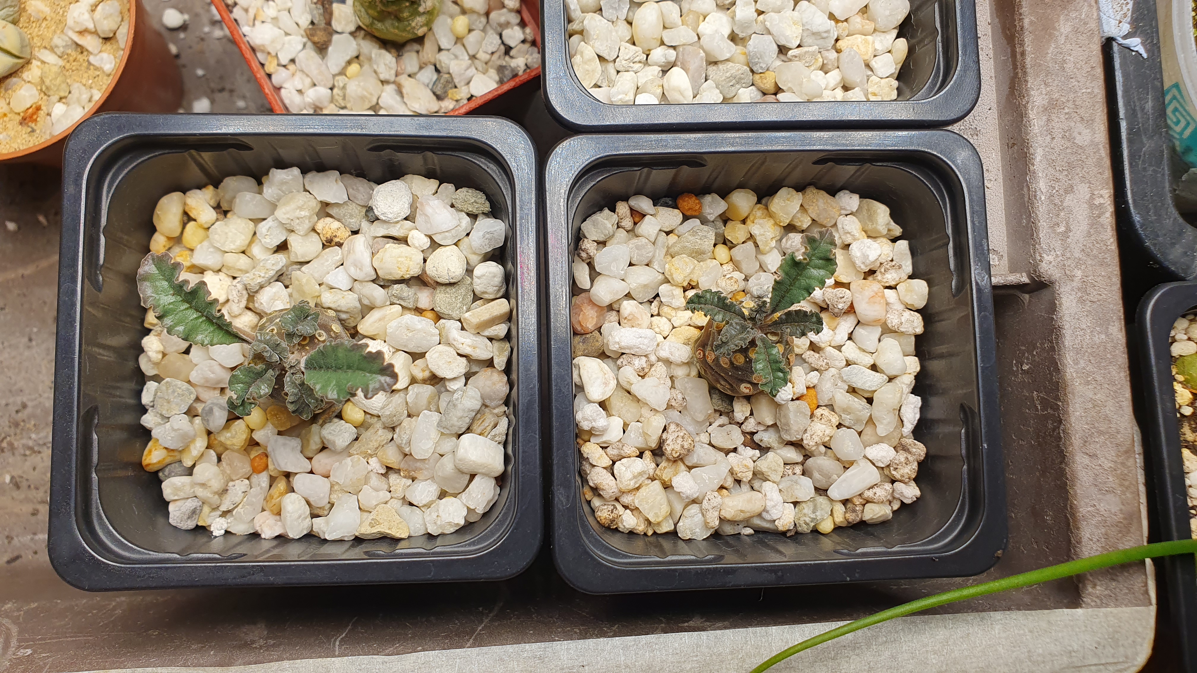 Michal Svoboda - EXOTICKÉ ROSTLINY foto 2