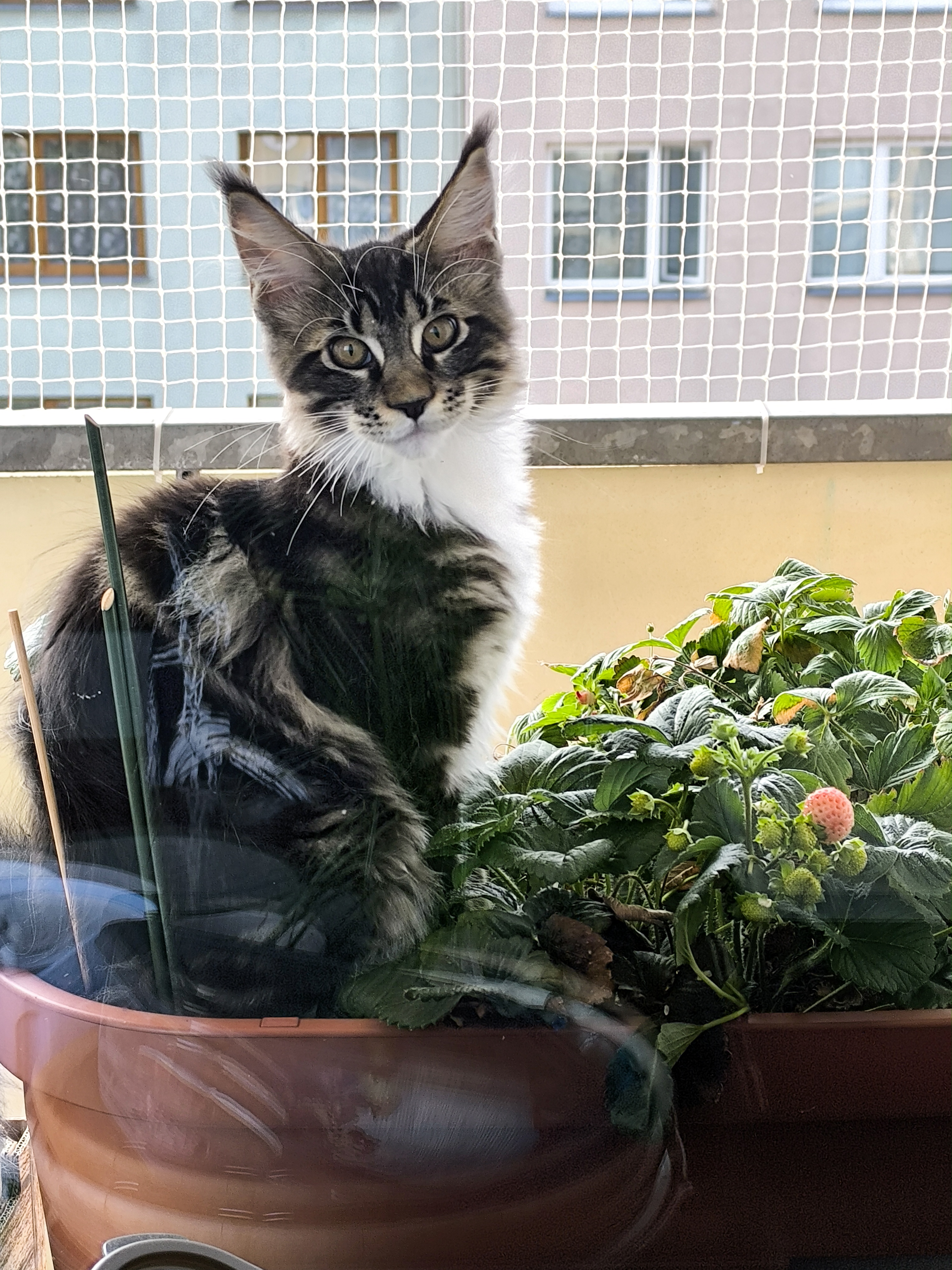 Ochranné Zasíťování foto 5