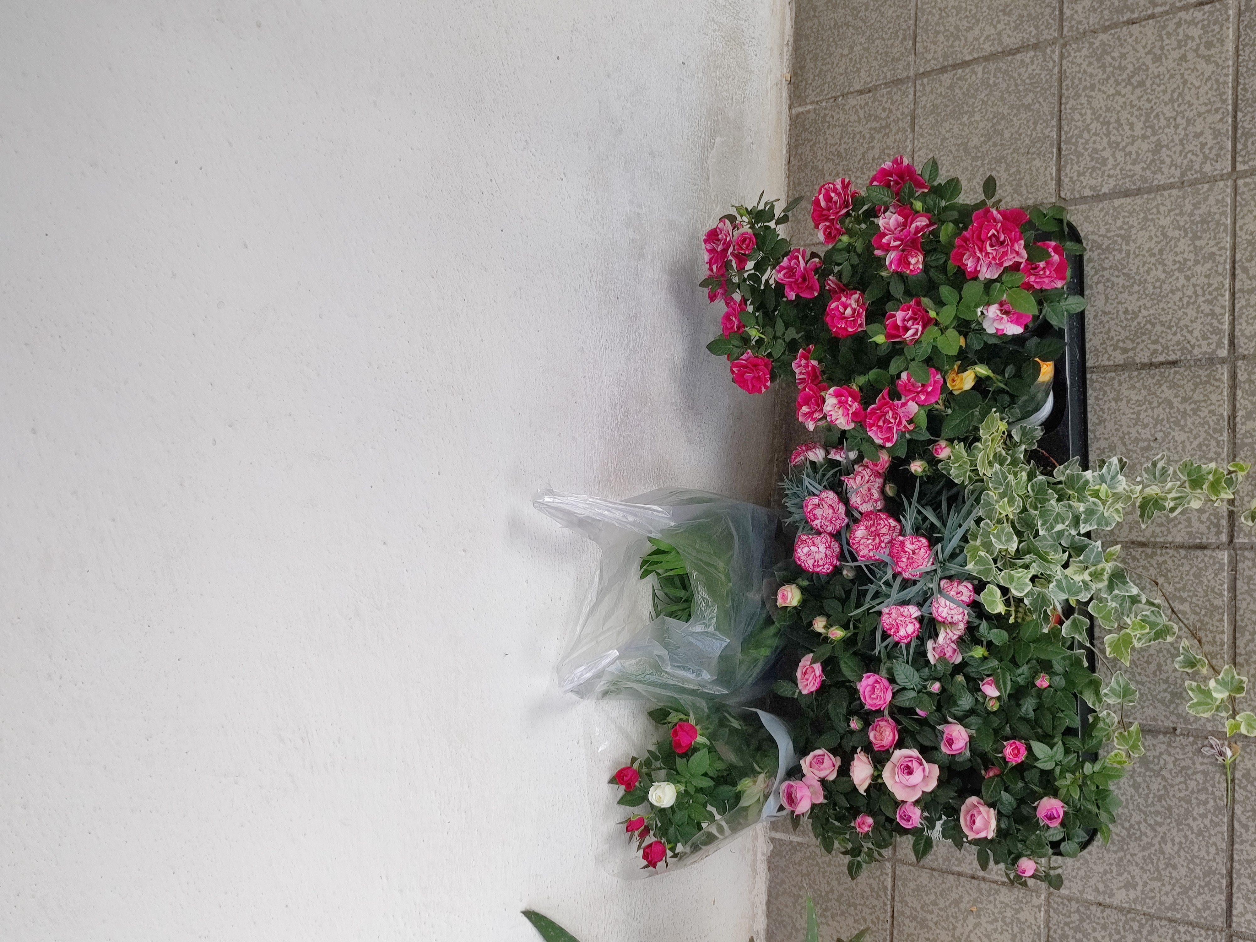 Flora Centrum , Karlovy Vary - zahradní centrum Bohatice foto 6