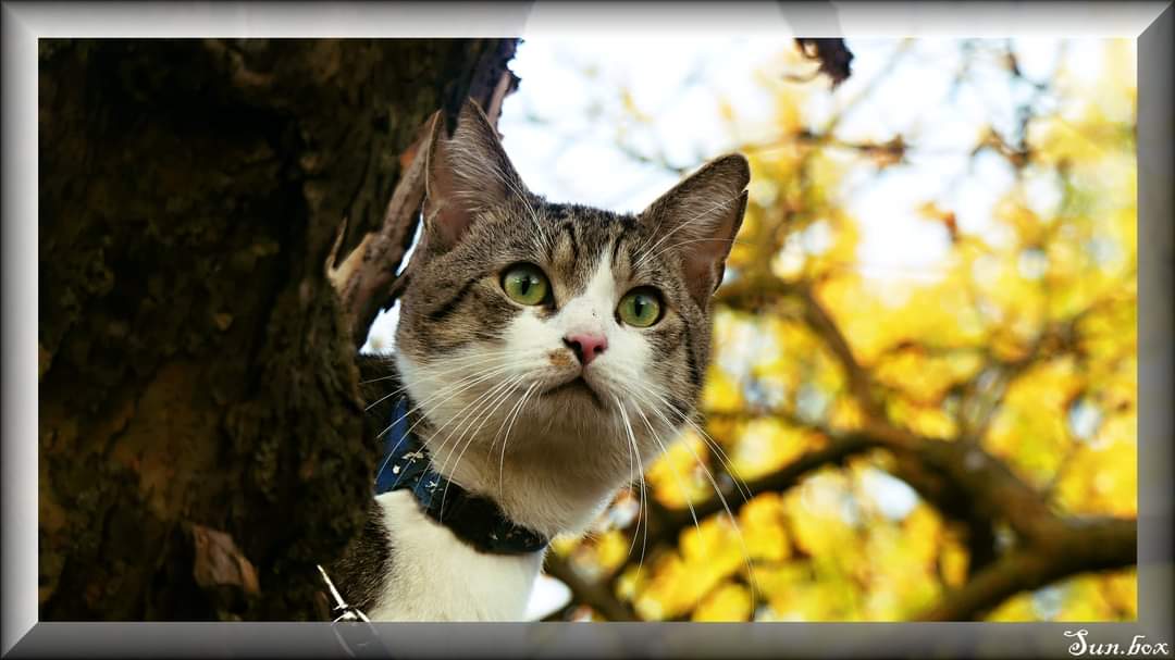 Veterinární ošetřovna MVDr. Pavel Vrbka foto 3