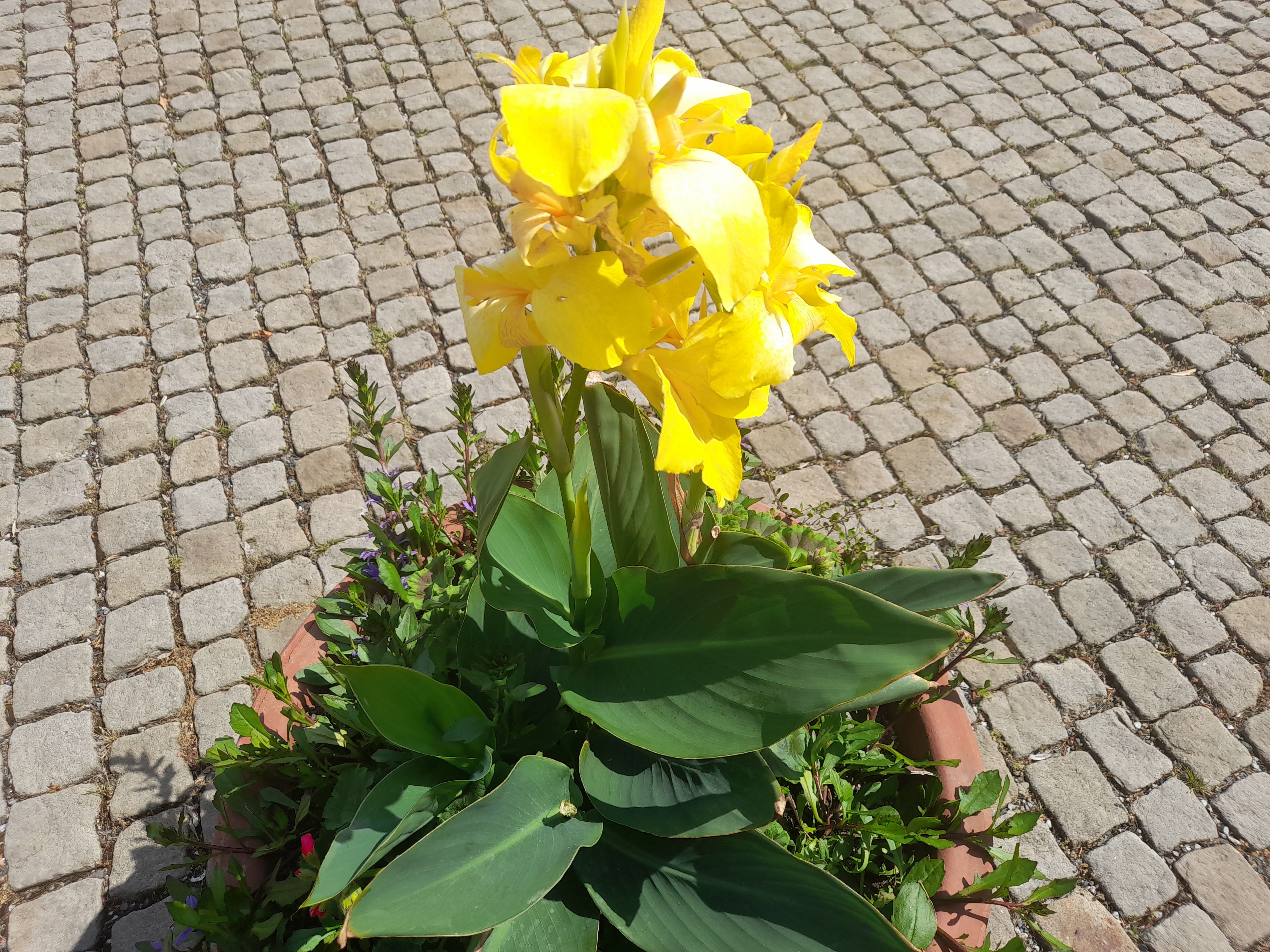 Kohout služby foto 5
