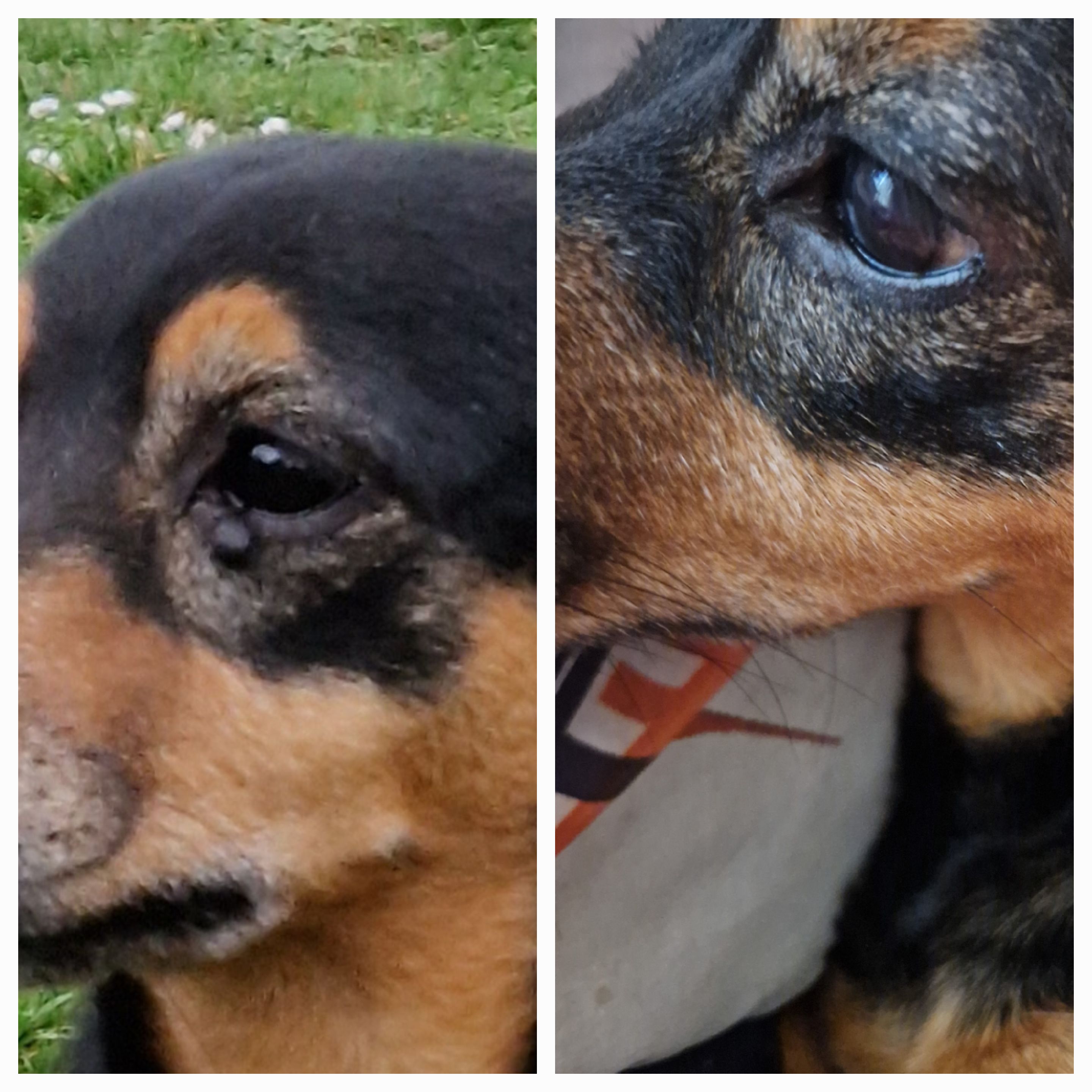 MVDr. Jan Chvátal - veterinární ordinace foto 2