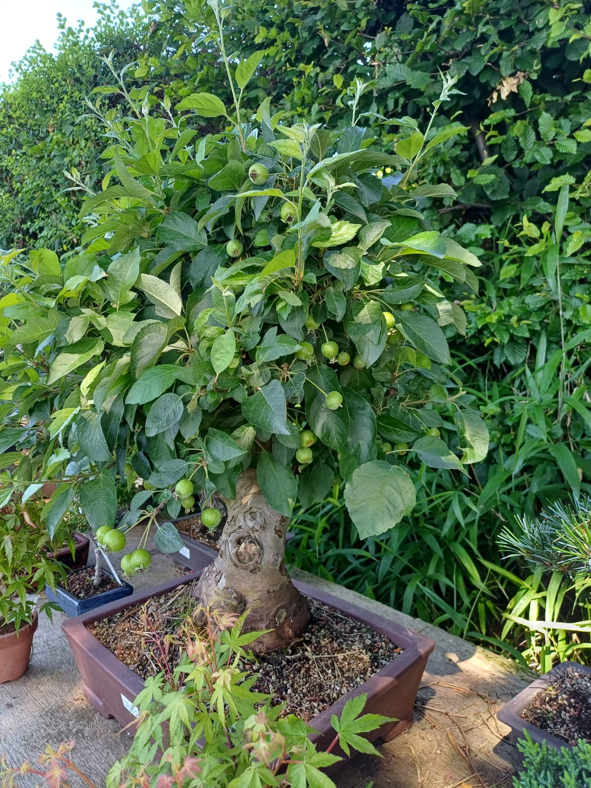 Návrhy zahrad Bonsai centrum Libčany foto 4