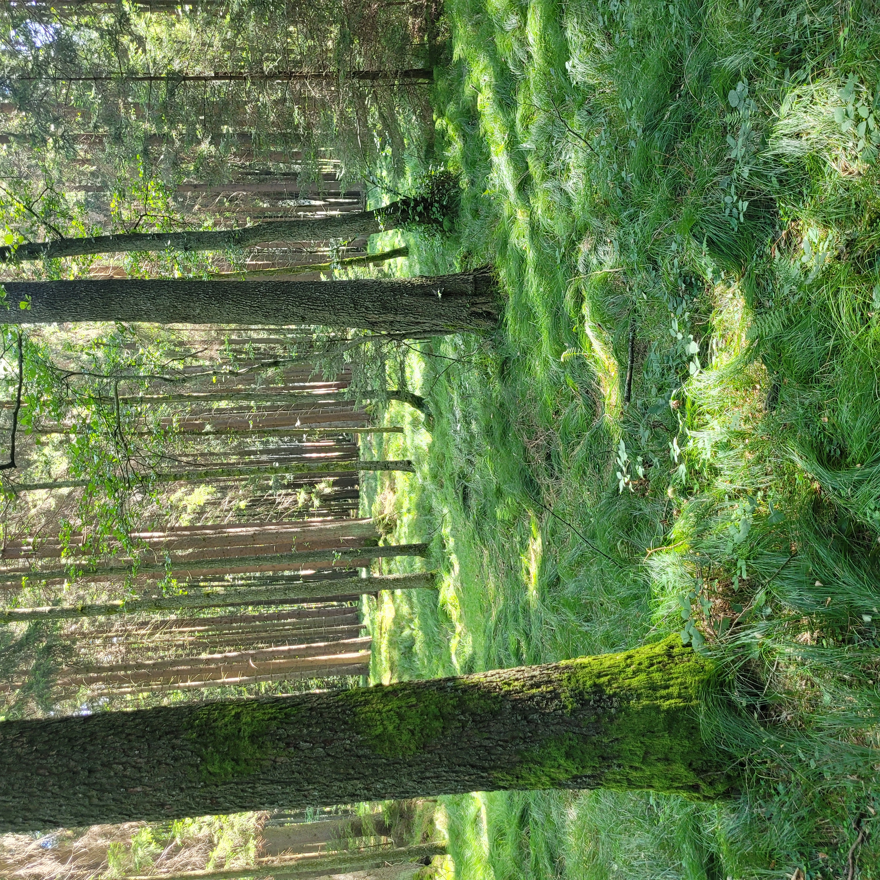 Penzion Česká kuchyně foto 4