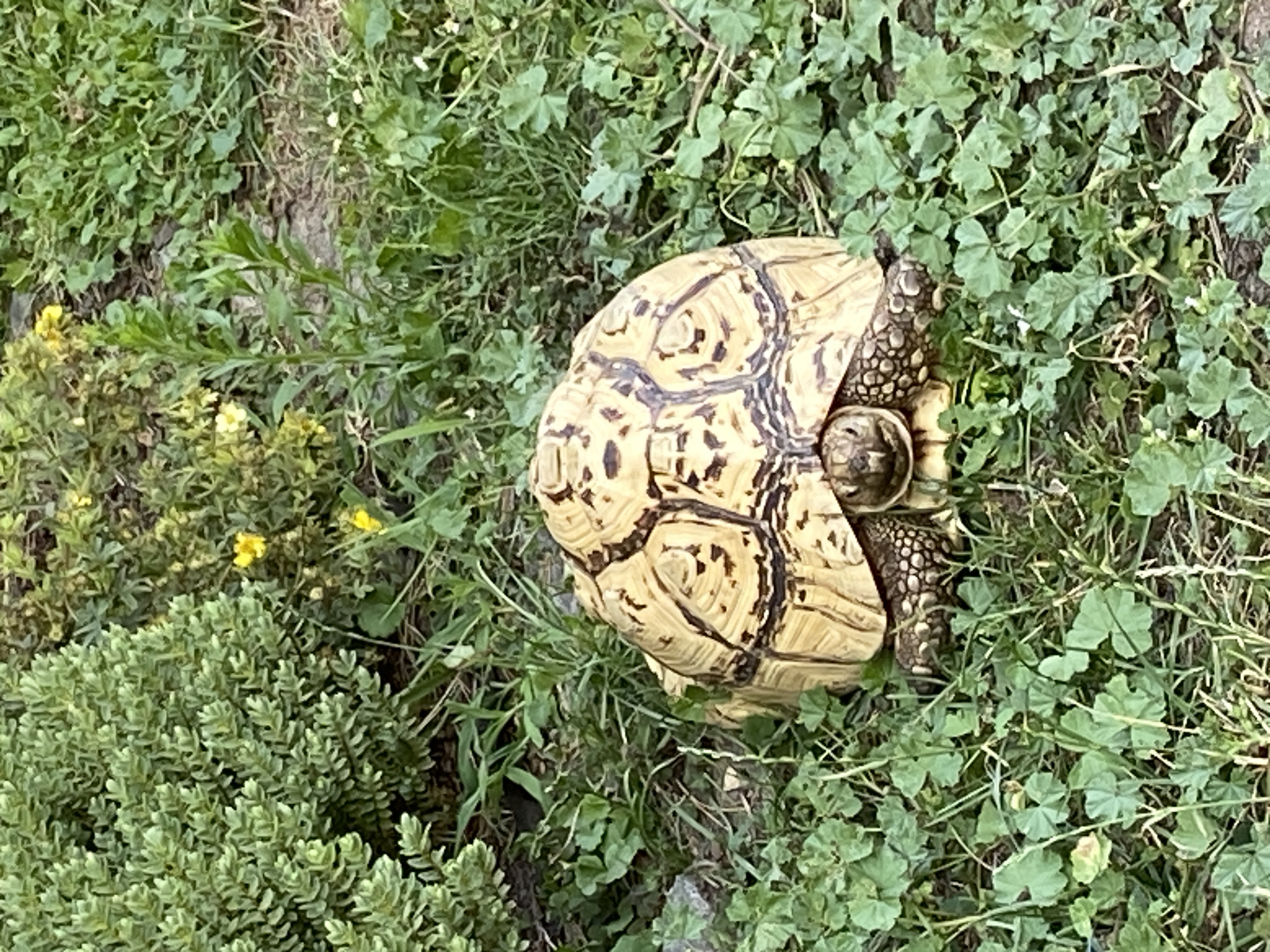 Veterinární klinika Na Hrádku - MVDr. Ľubica Nečasová foto 3