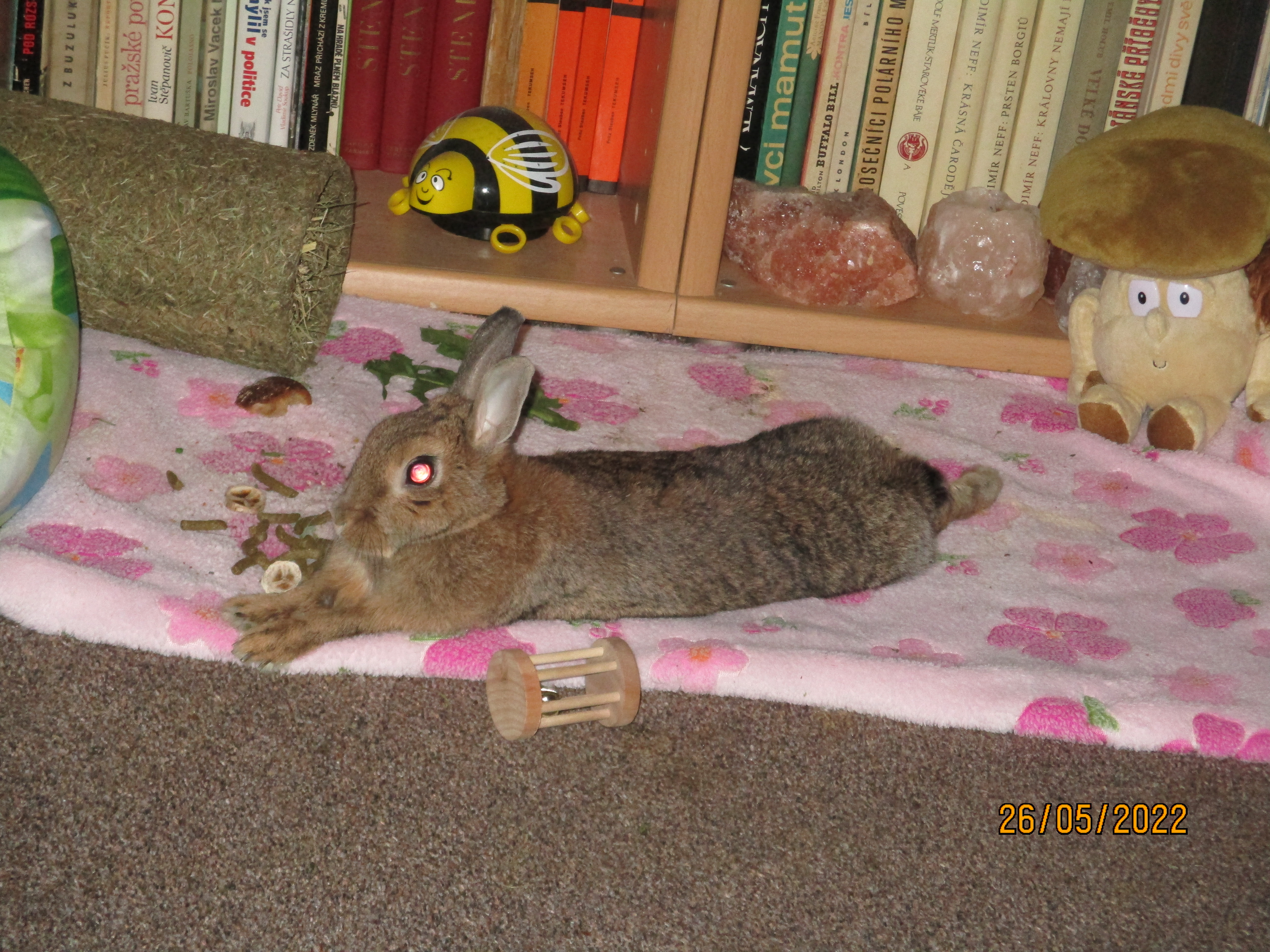 Rodinná farma Hrdlička foto 4