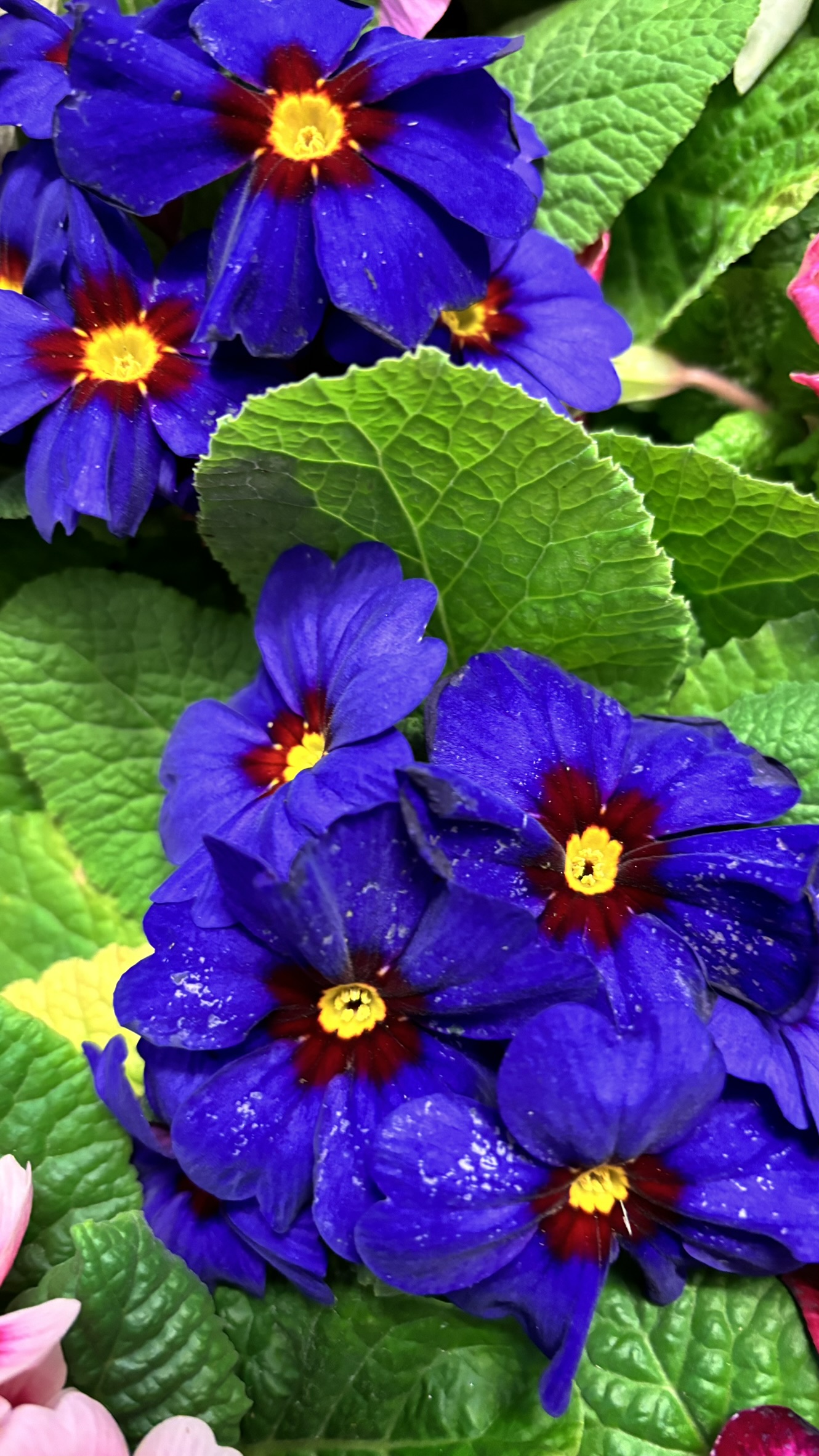 Květinářství kytku.cz foto 5