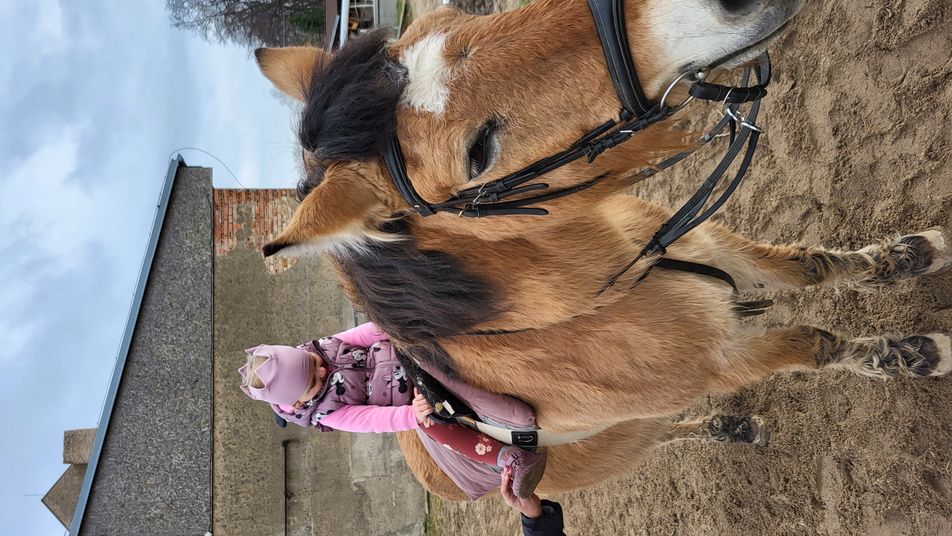 Jezdecká společnost Miskovice, o.s. foto 2