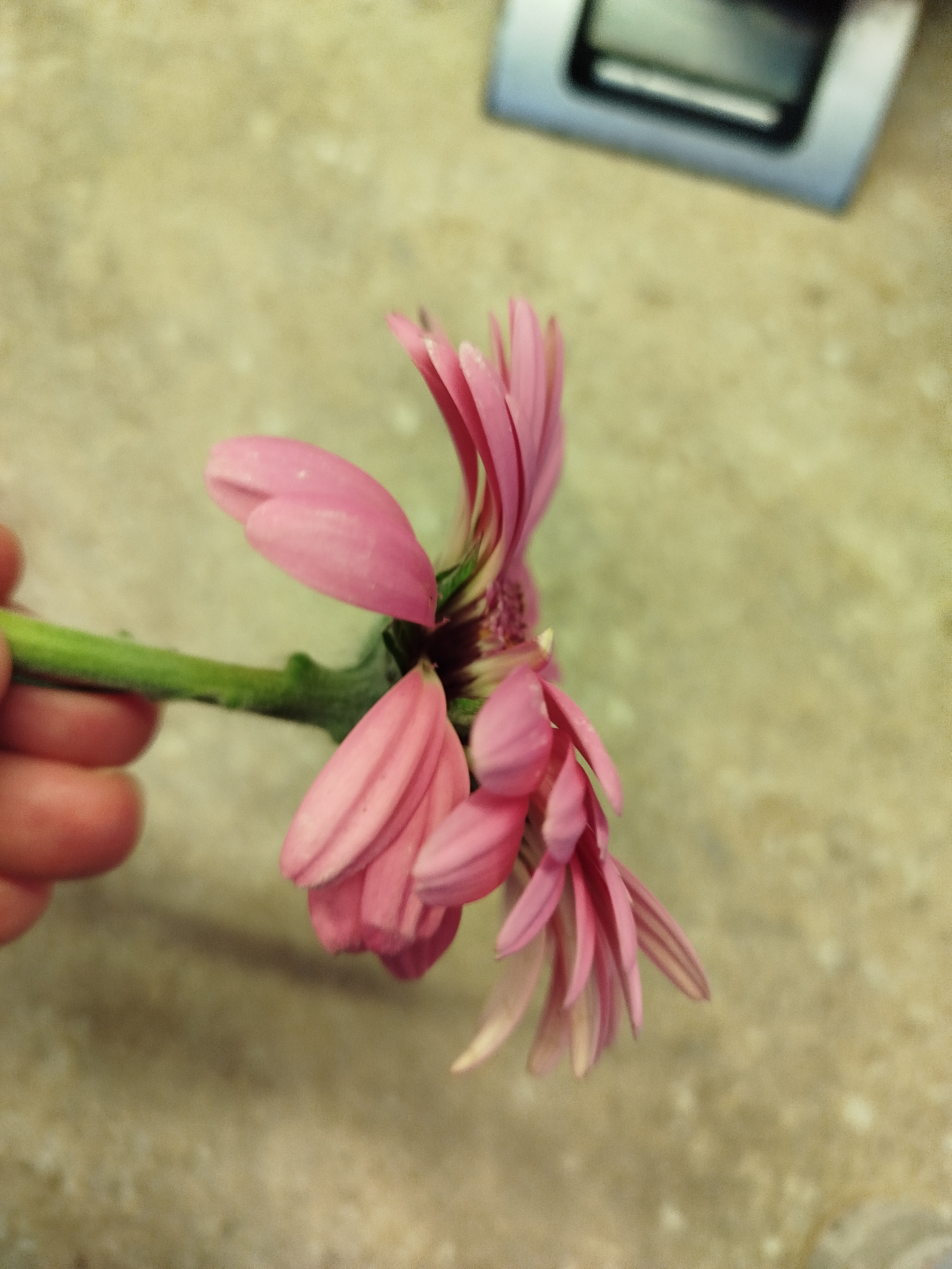 Flamengo květiny foto 2