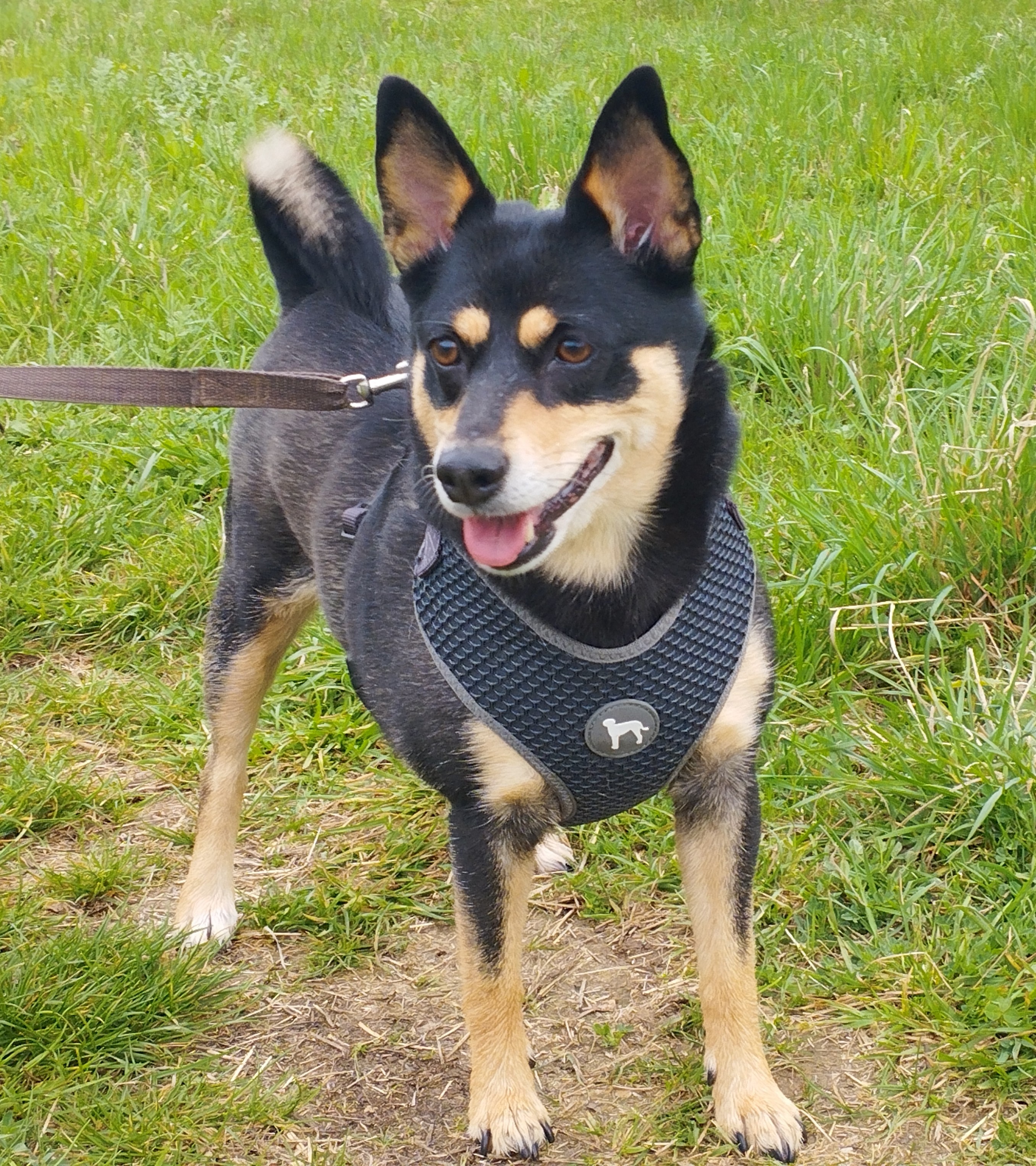 Veterinární ordinace MVDr. Boris Seman foto 6